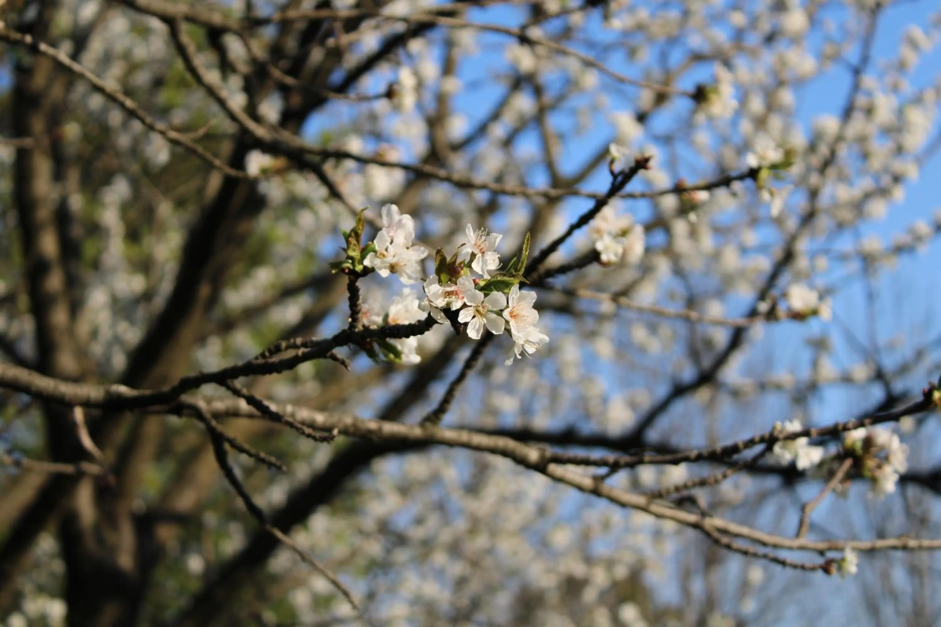 Garden in Villa Flangini