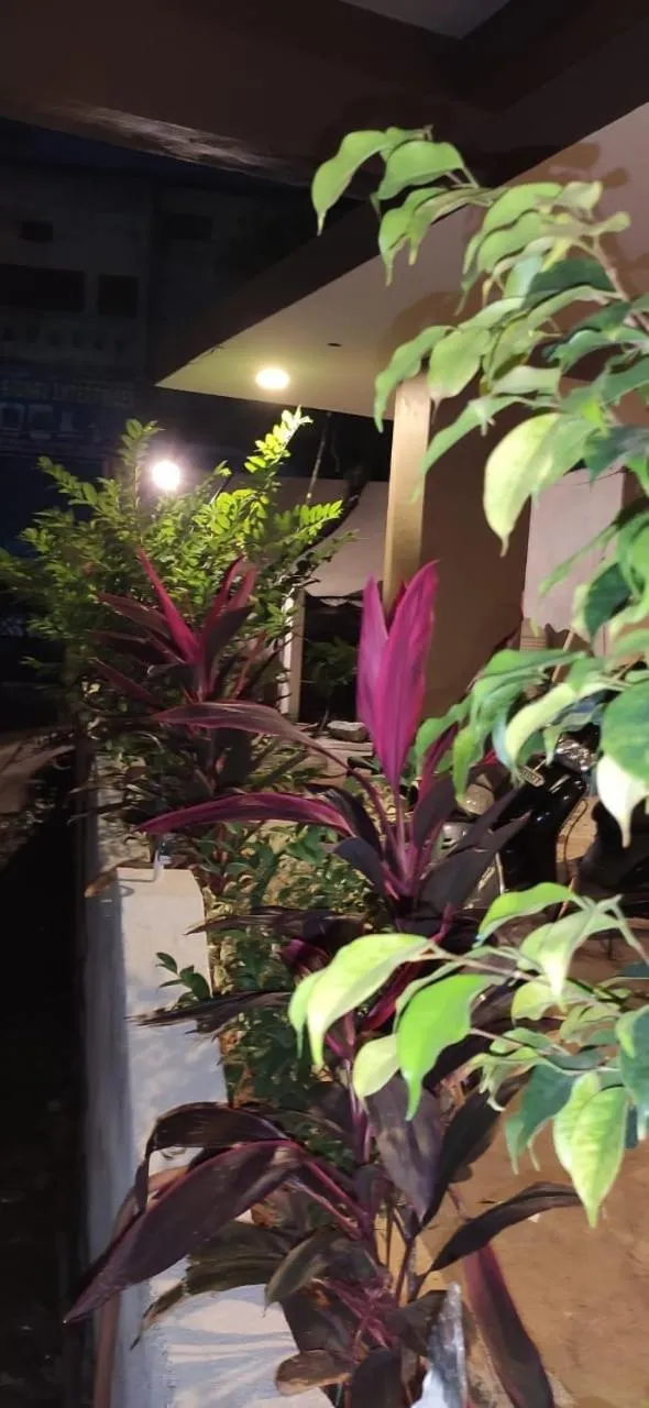 Garden view in New Hotel Suhail