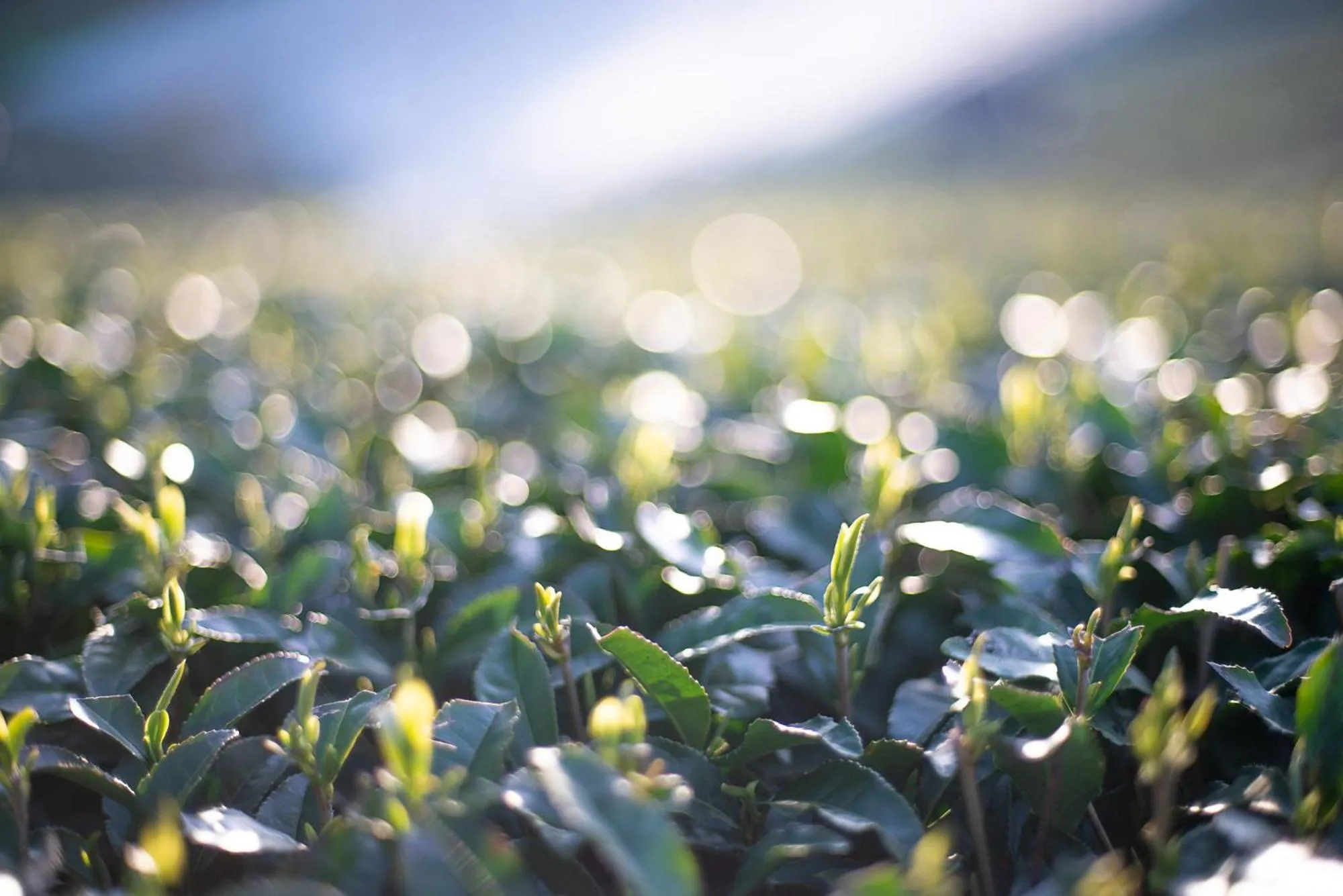 Natural landscape in NIPPONIA HOTEL Yamefukushima Merchant Town