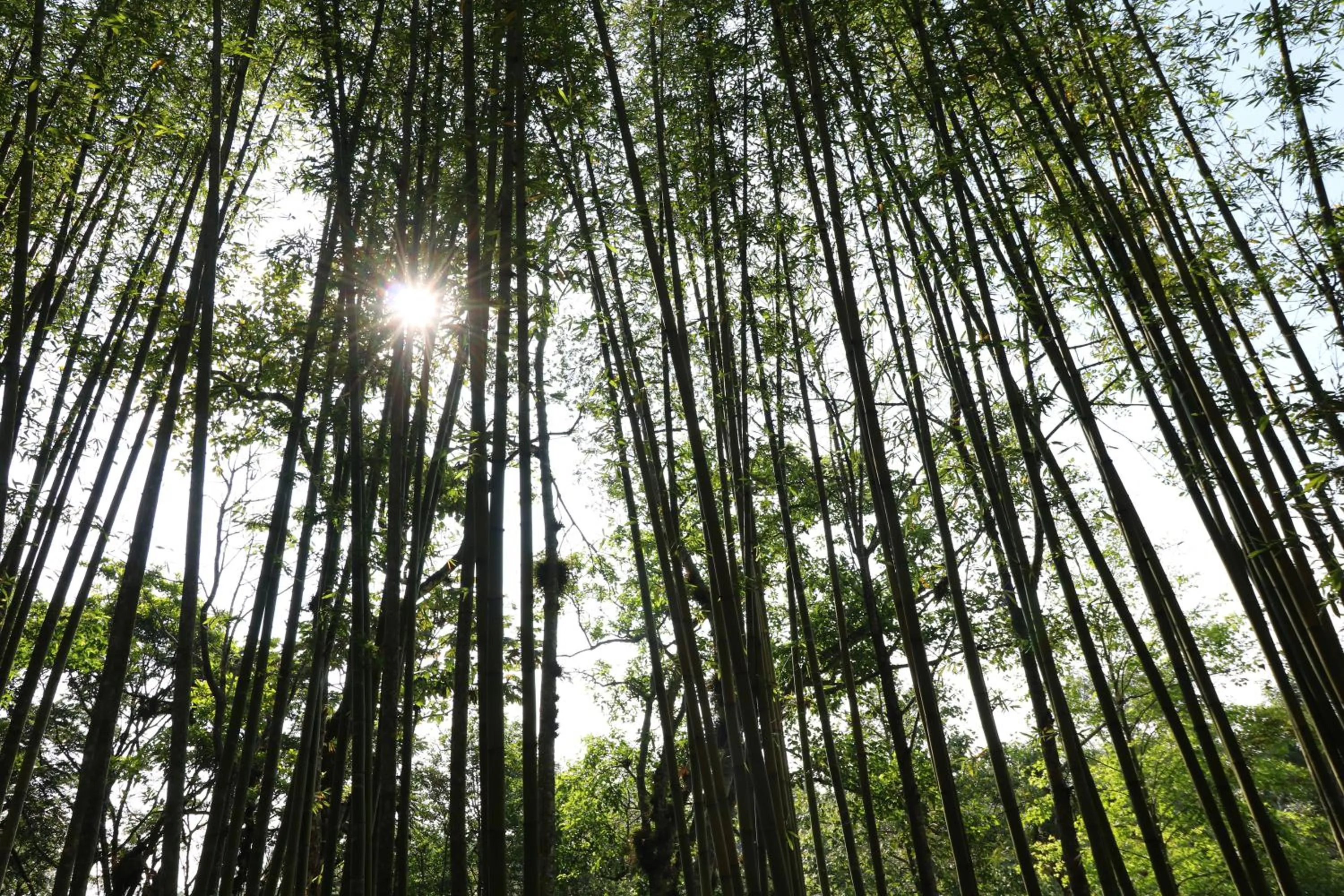 Garden in Mision Los Cocuyos Alta Montana