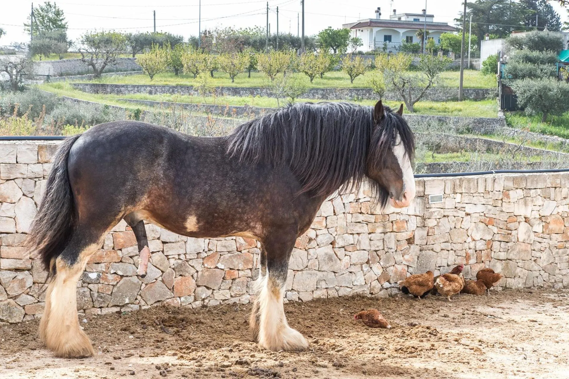 Other Animals in Il Pagano Lussurioso