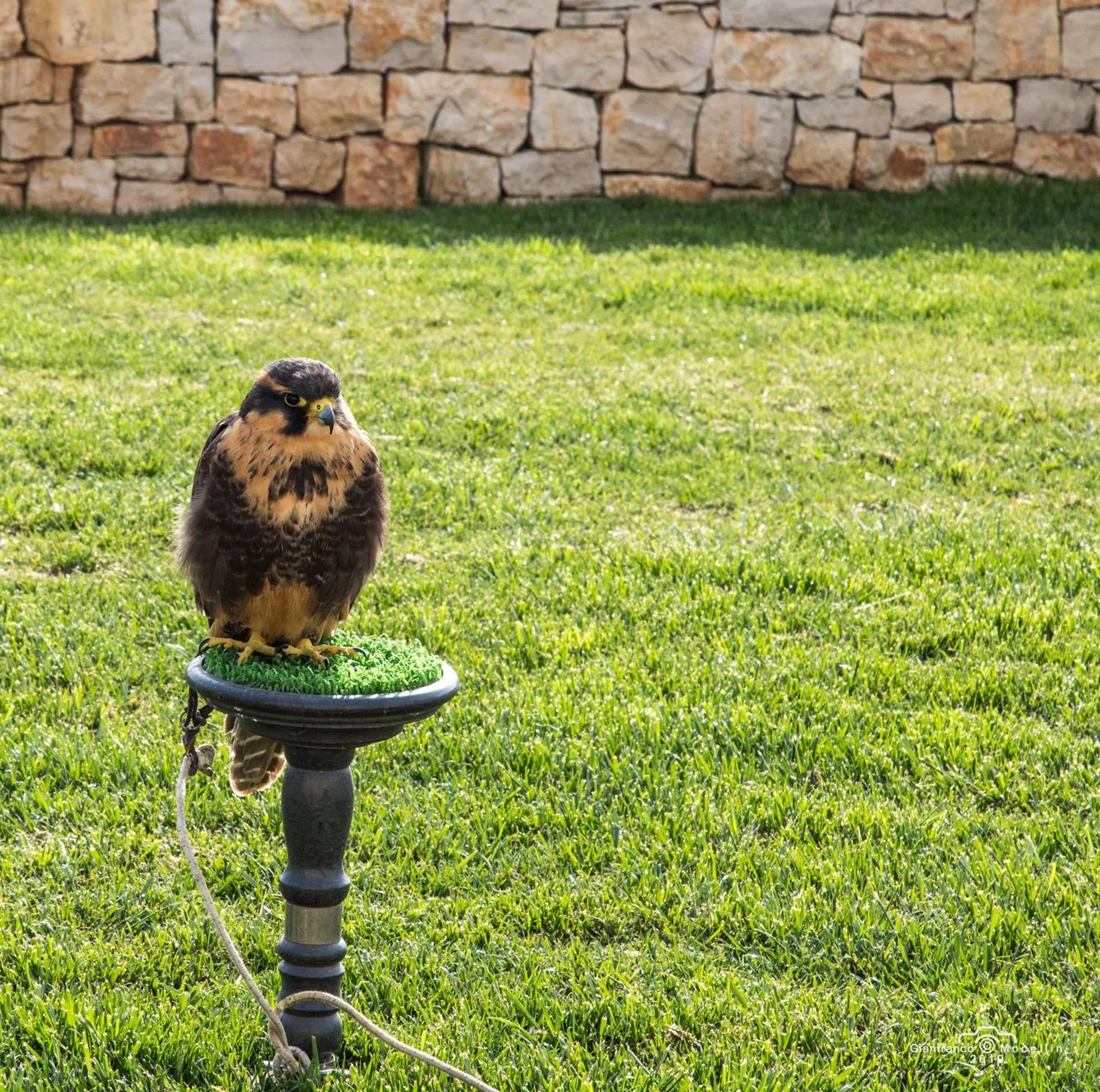 Other Animals in Il Pagano Lussurioso