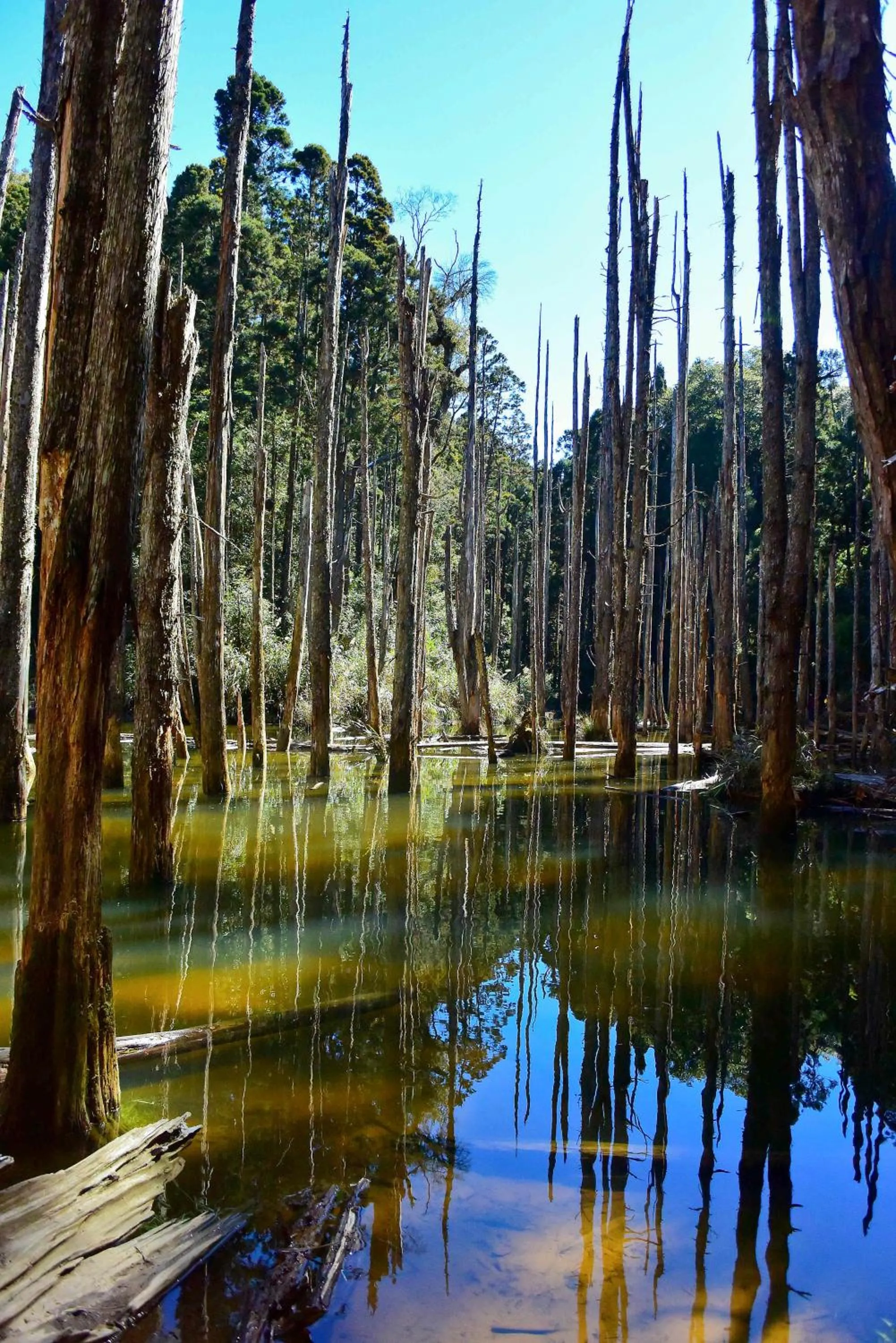 Nearby landmark in Ginkgo Hotel