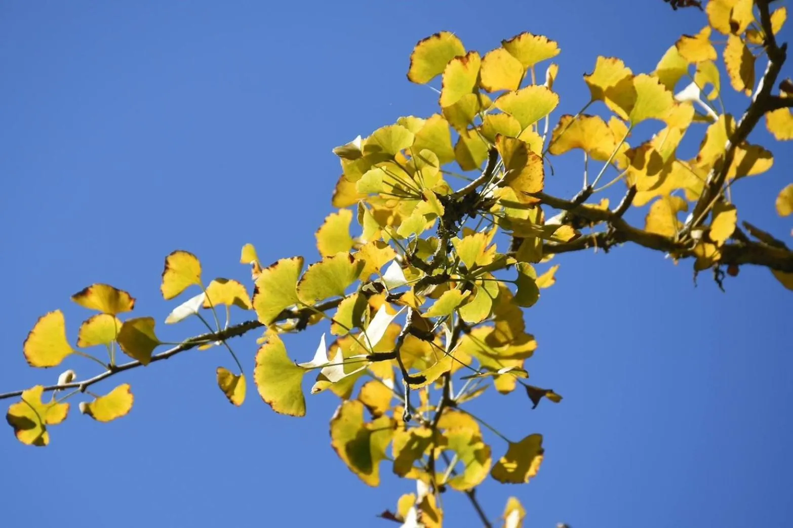 Winter in Ginkgo Hotel