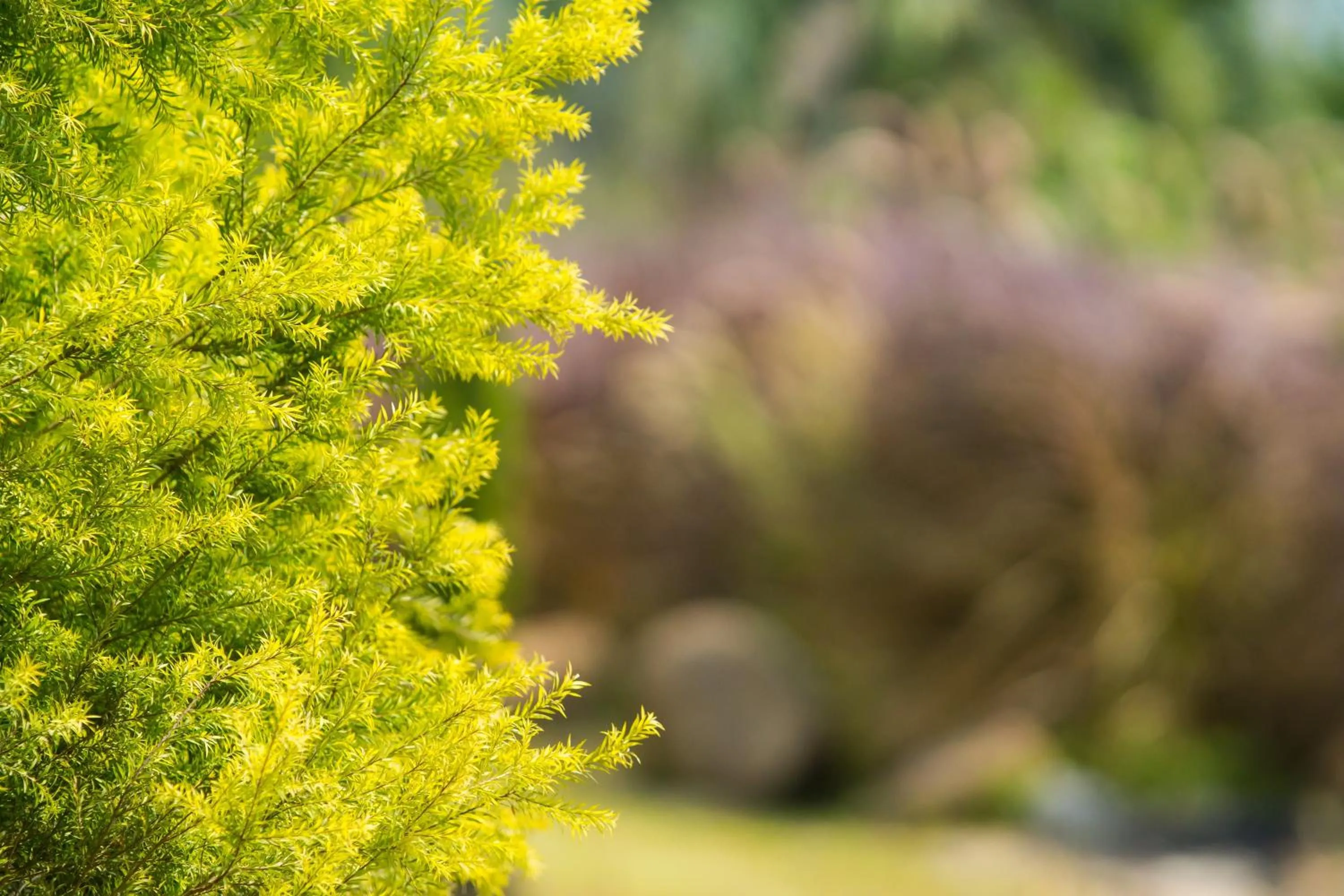 Garden view in The Natural Garden Resort