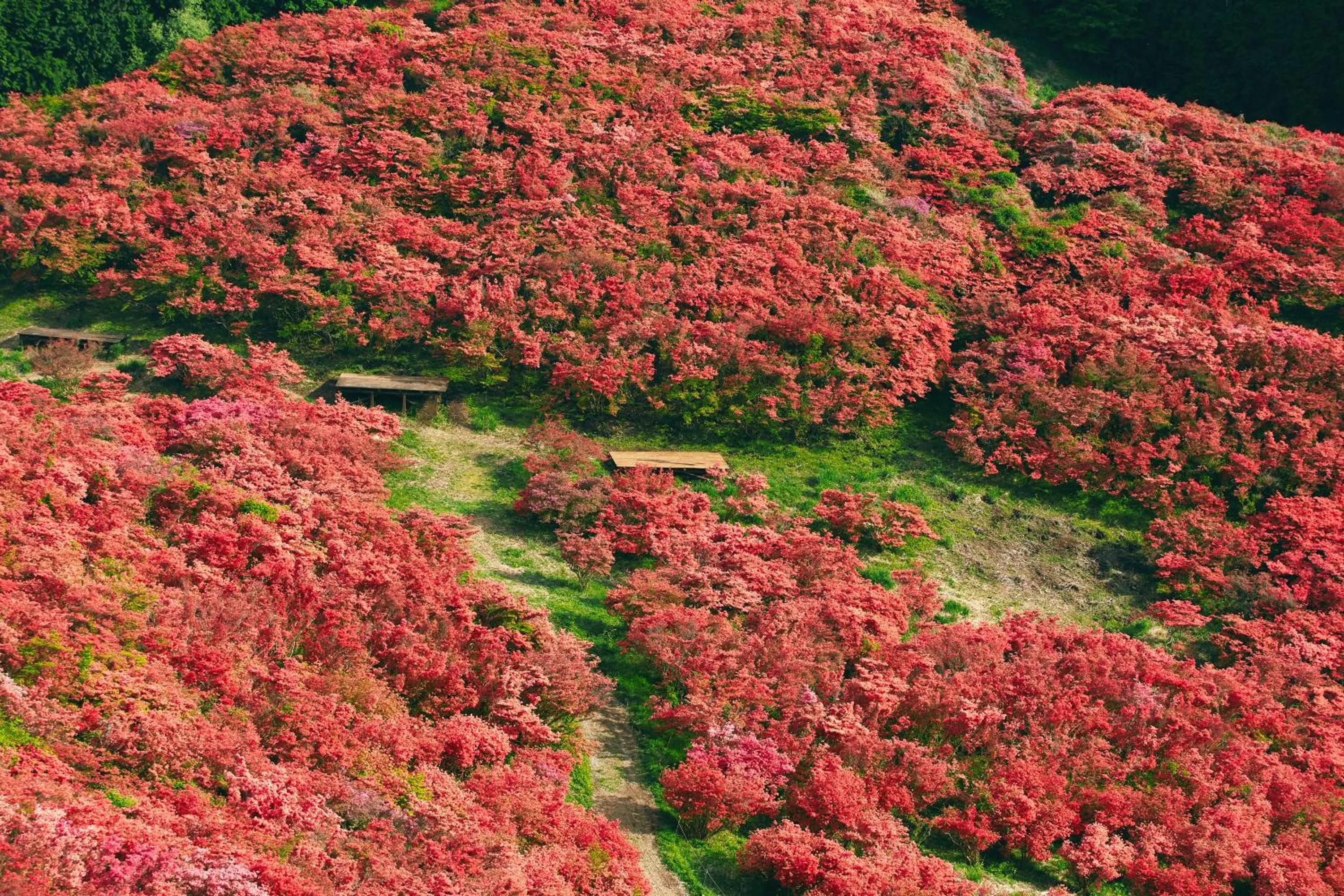 Spring in JW Marriott Hotel Nara