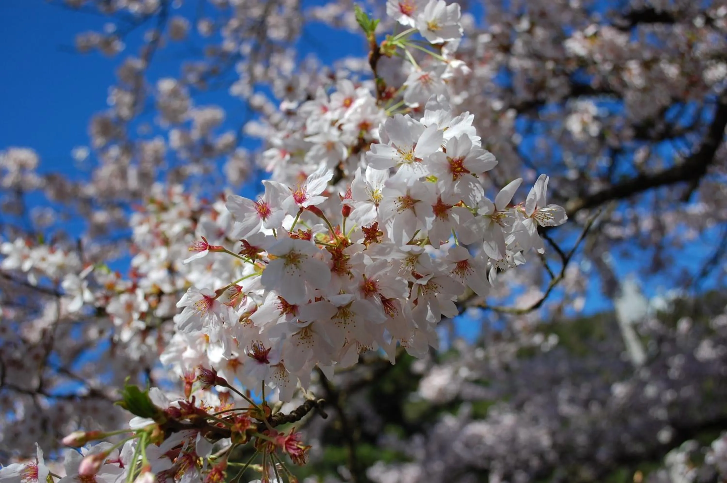 Activities in Kinosaki Tenboen