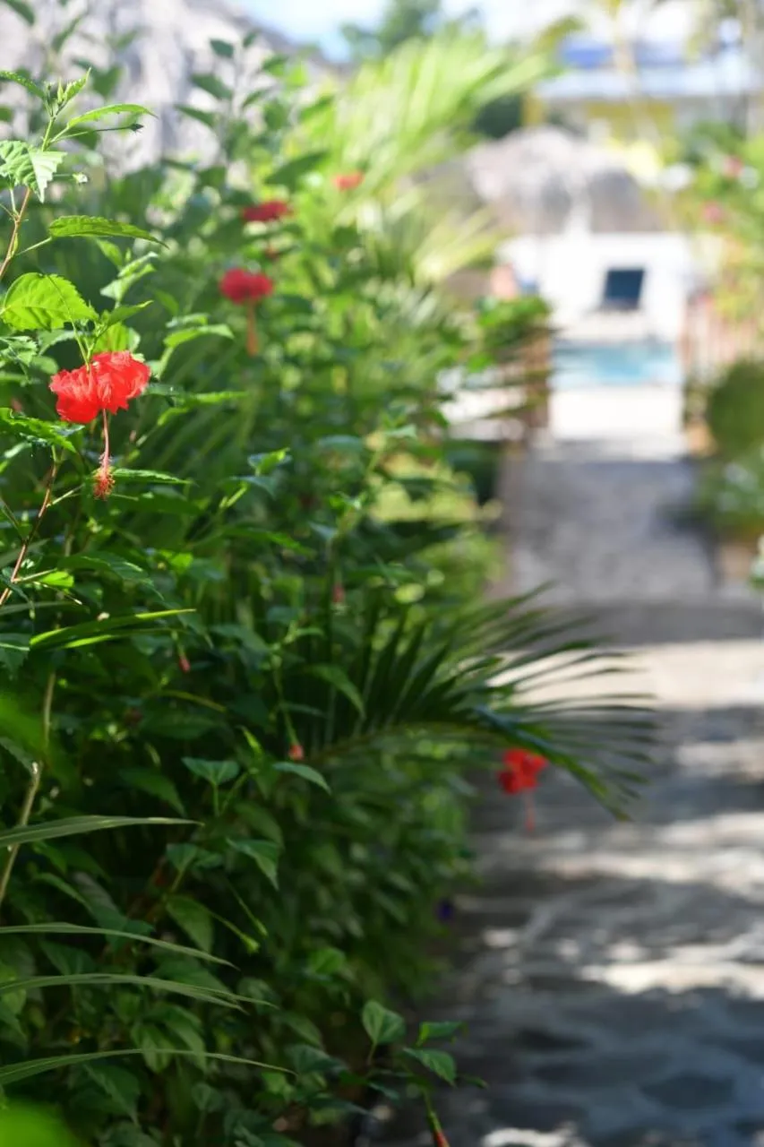 Garden in Hôtel Iloma
