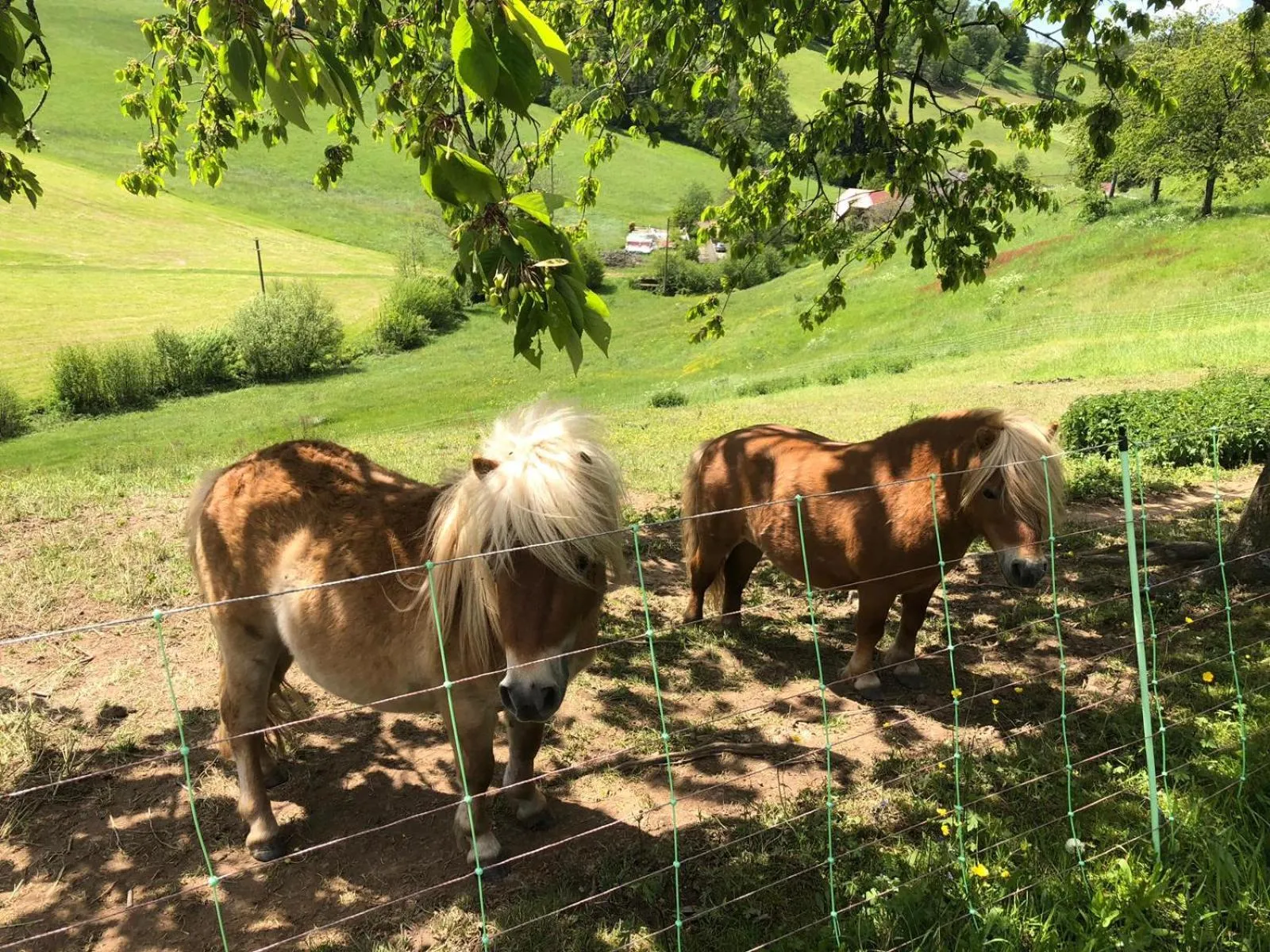 Animals in Hotel Garni Schmieder’s Ochsen