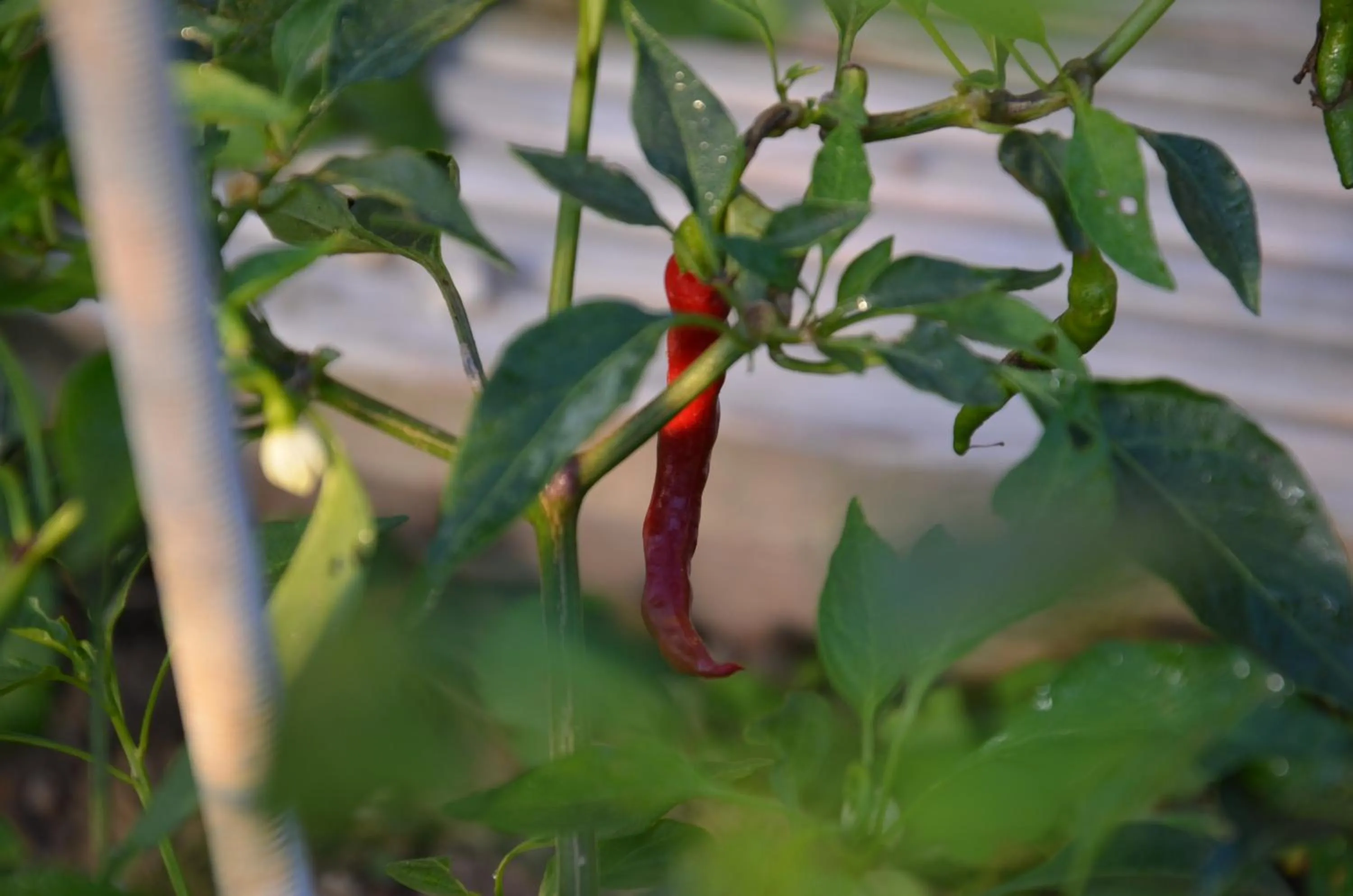 Garden in Lindenhof- Fam. Forstmayr