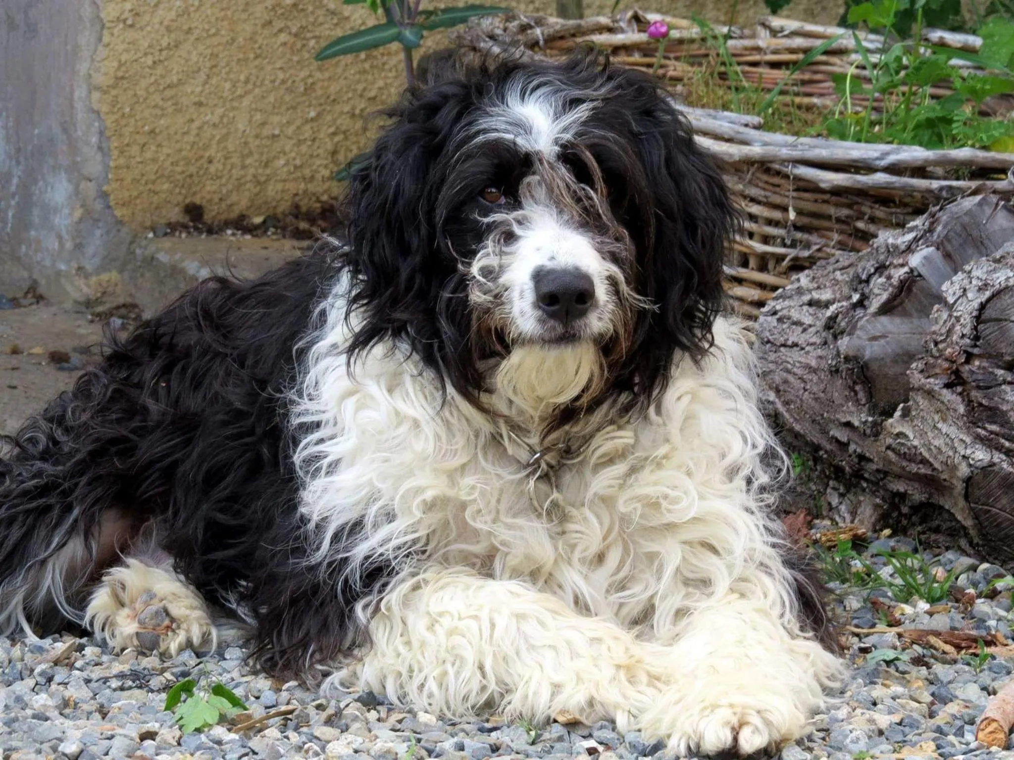 Pets in Infocus-Du-Sud