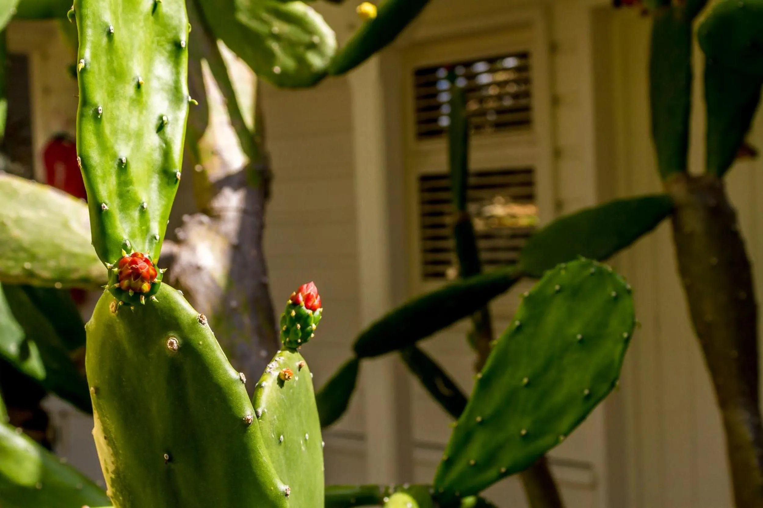 Garden in Hôtel Résidence Océane