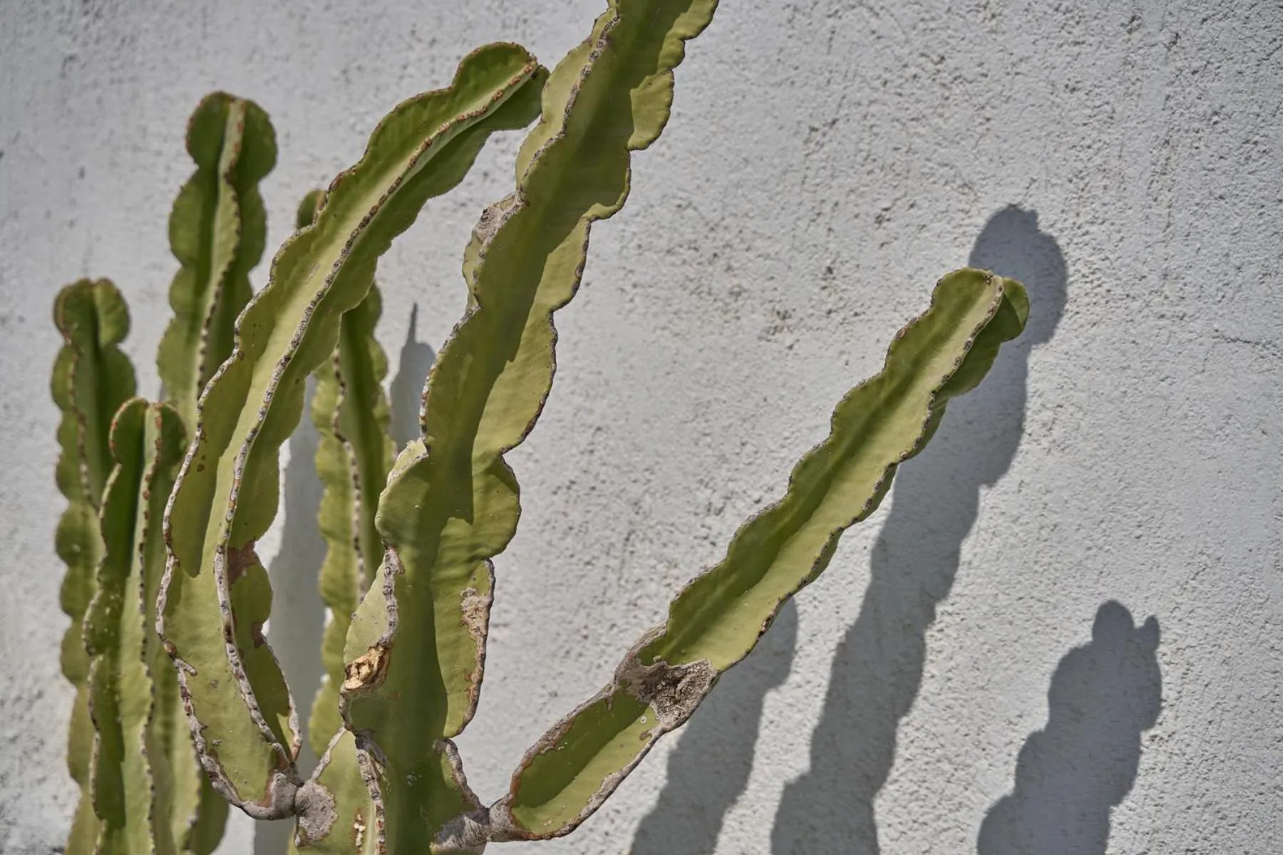 Day in Topos Exclusive Santorini