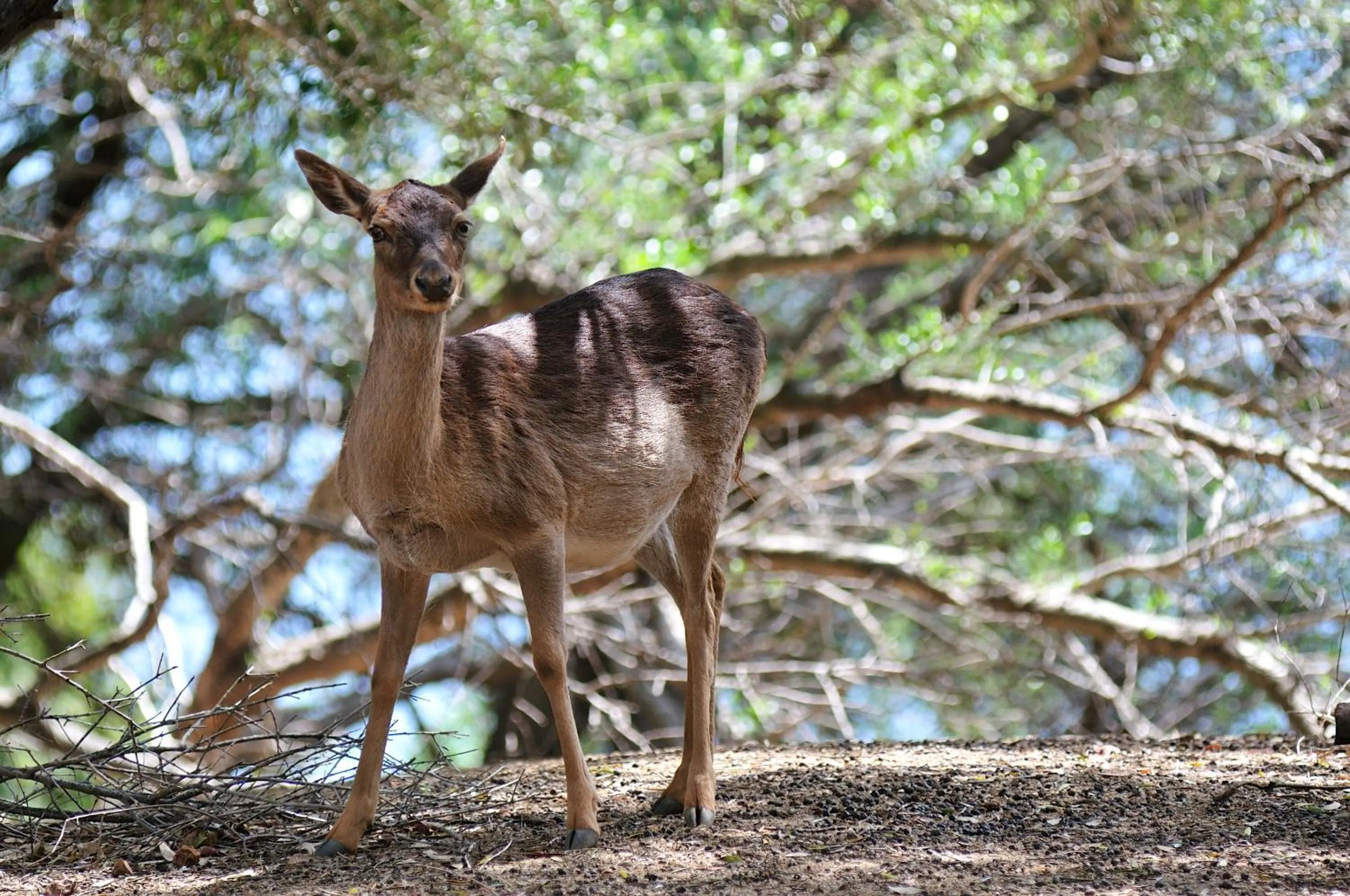 Animals in Arbatax Park Resort - Ville del Parco