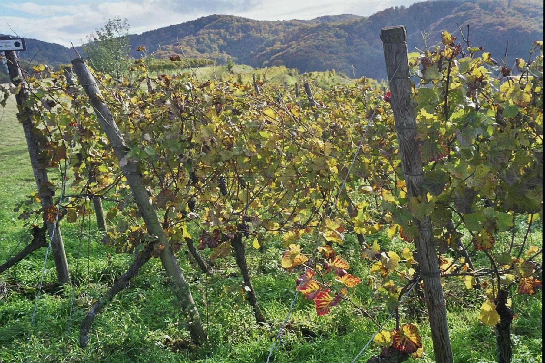 Area and facilities in TIPTOP Hotel Garni Pfauen