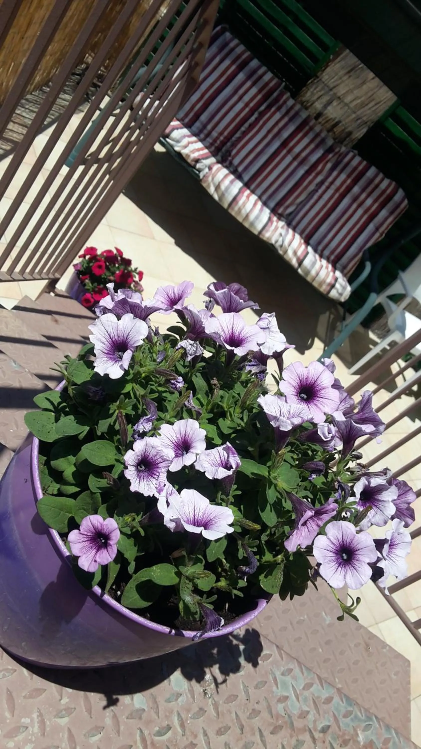 Balcony/Terrace in Sogni D'Oro