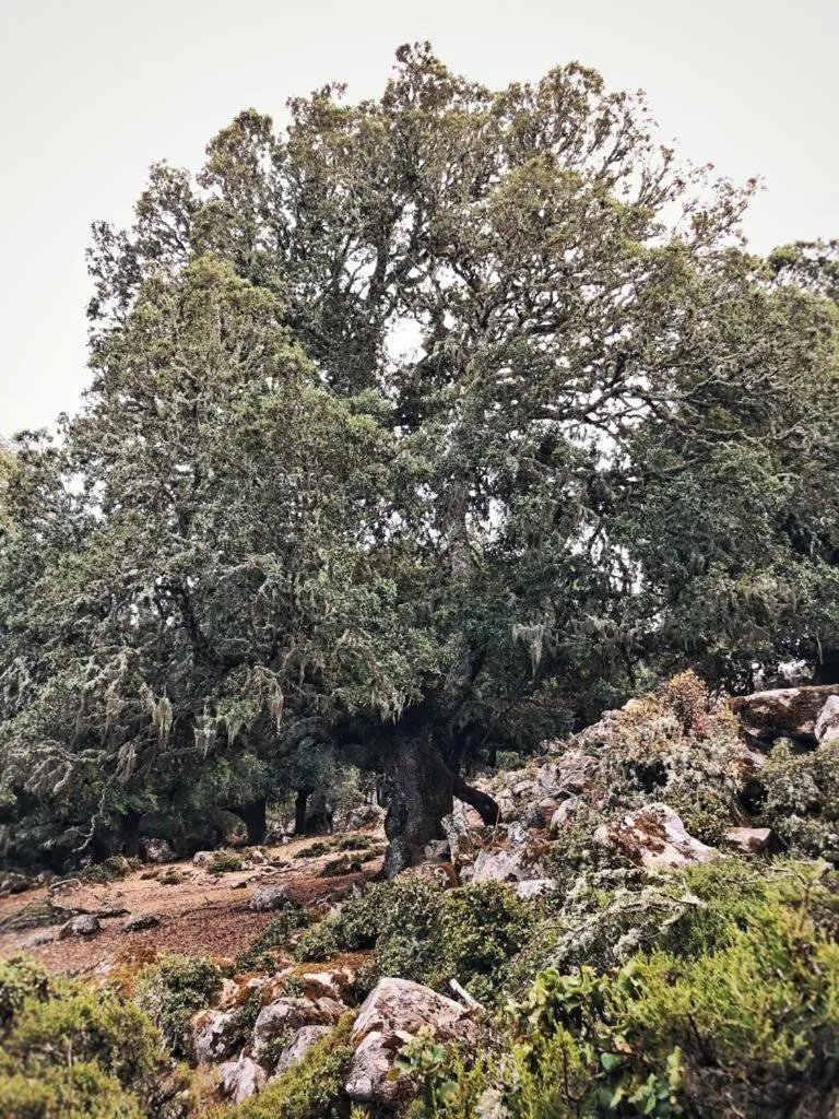 Orgosolo B&B Sardegna