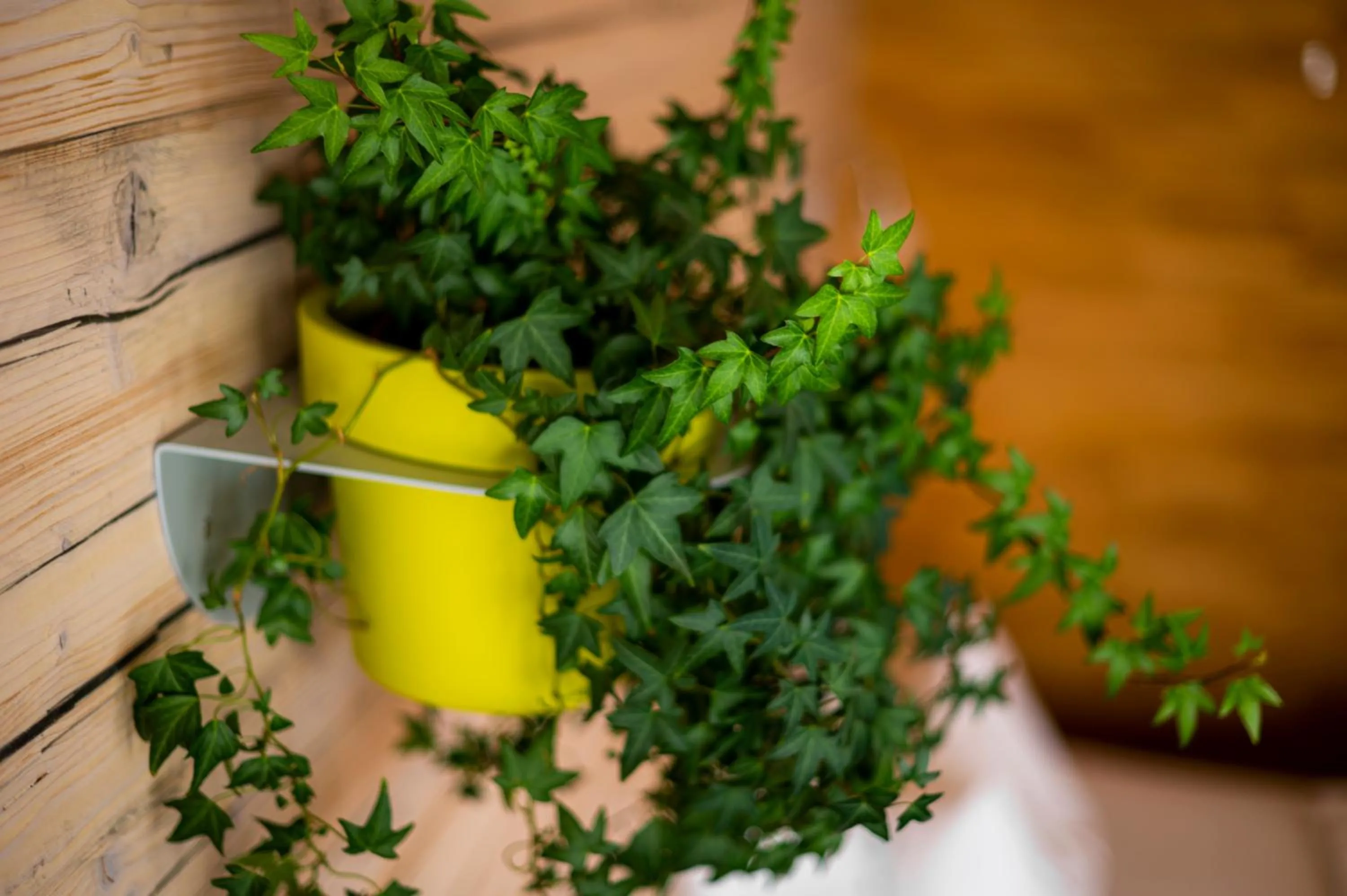 Garden in Abalon Hotel ideal