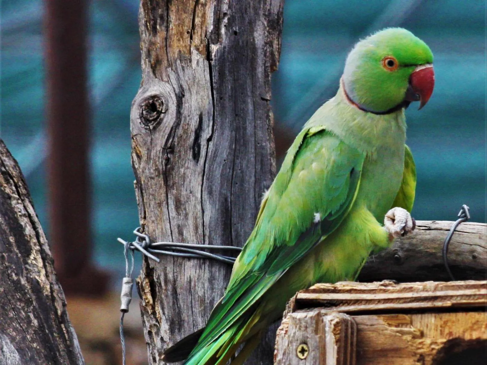 Garden in West Nest Lodge