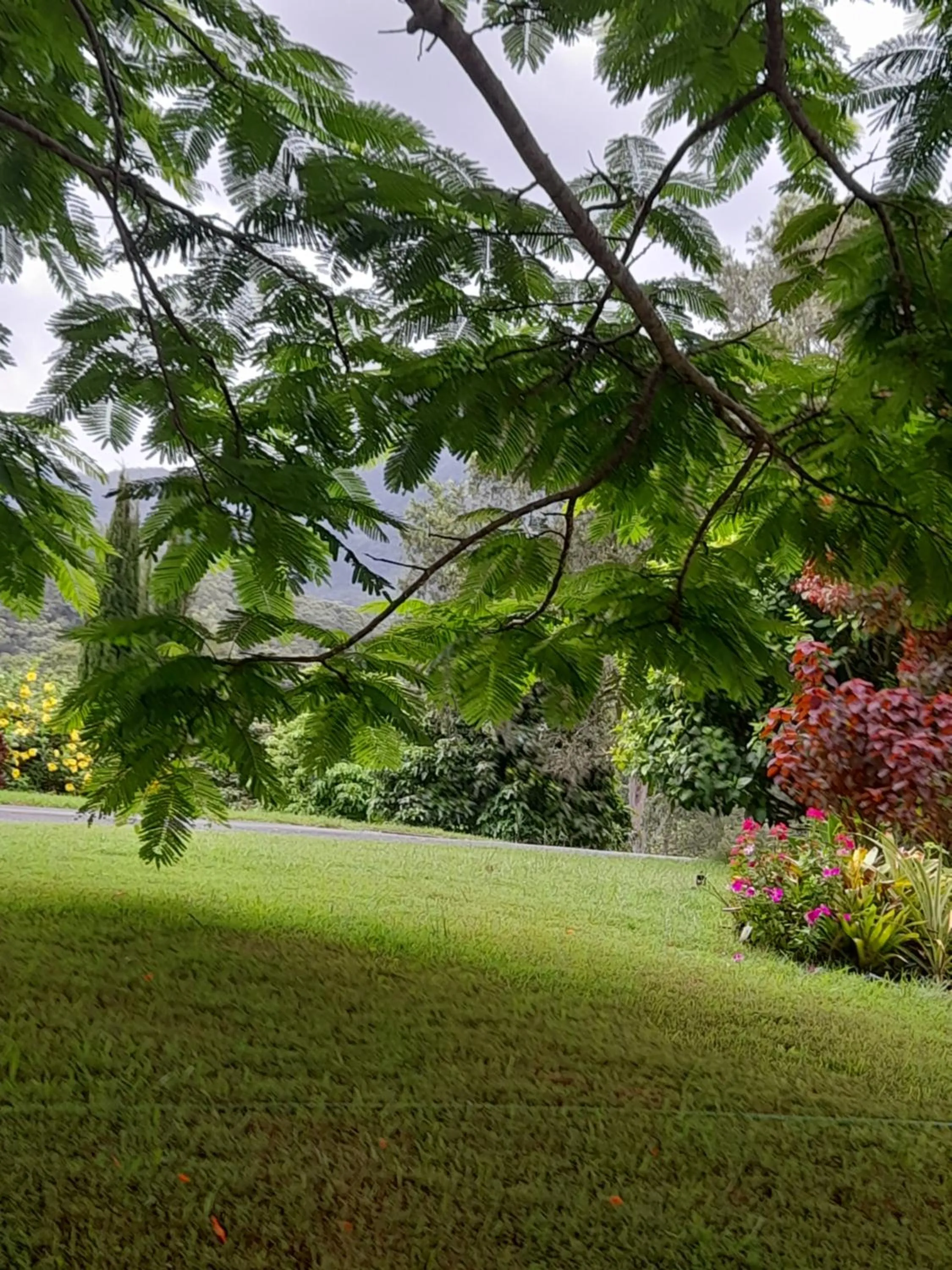 Garden in A view of Mount Warning