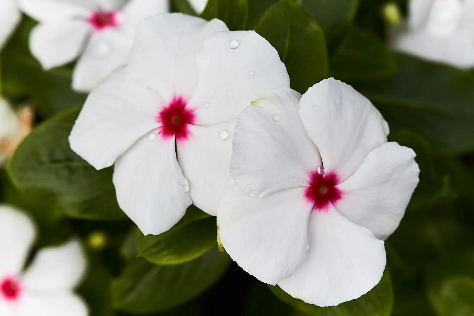 Garden in A view of Mount Warning