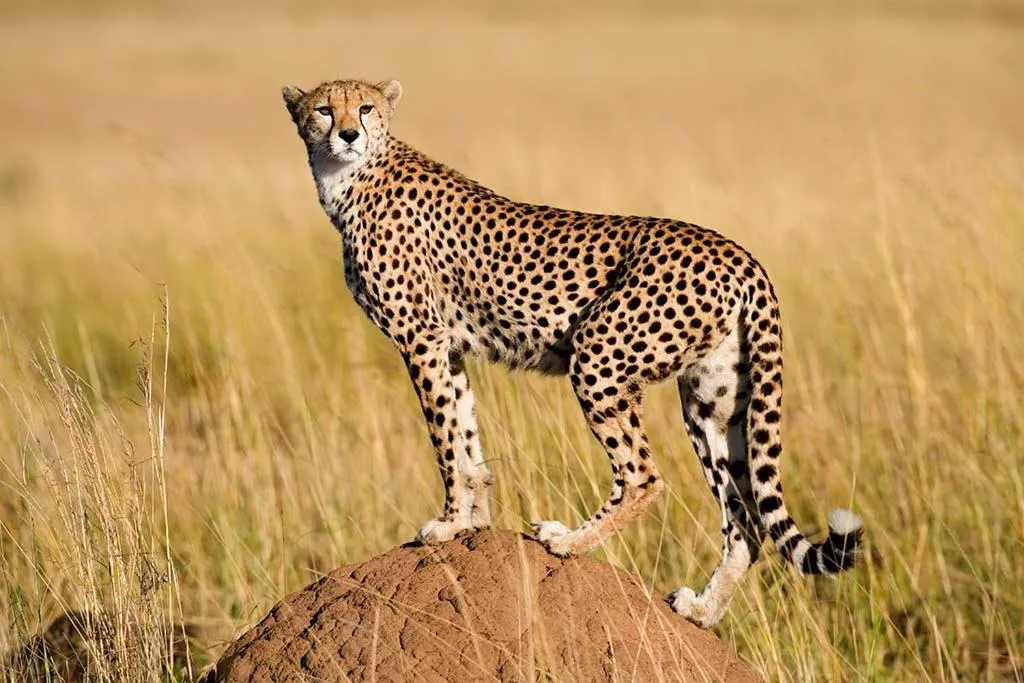 Activities in Nyumba Ya Mbuyu