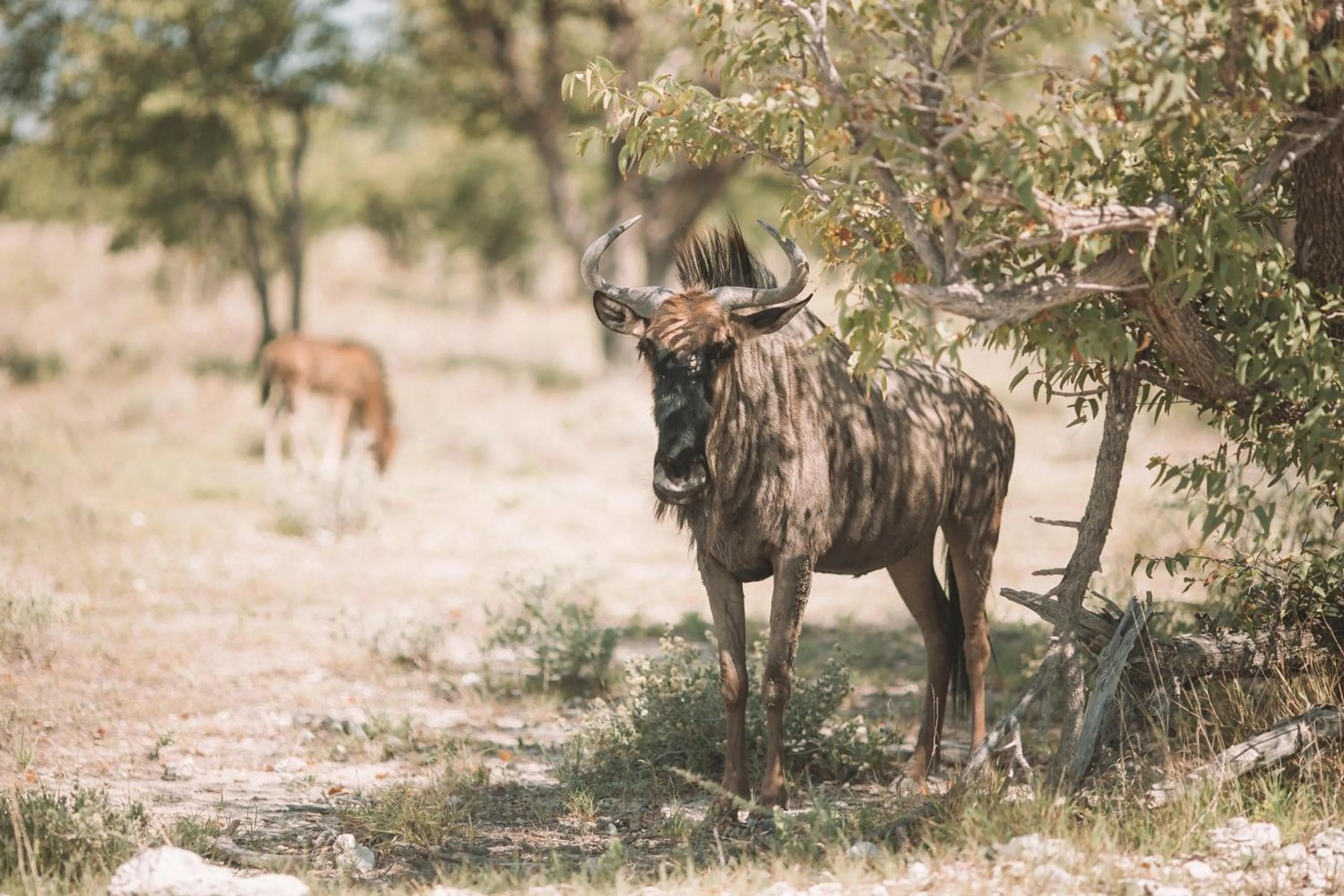 Activities in Etosha Safari Campsite