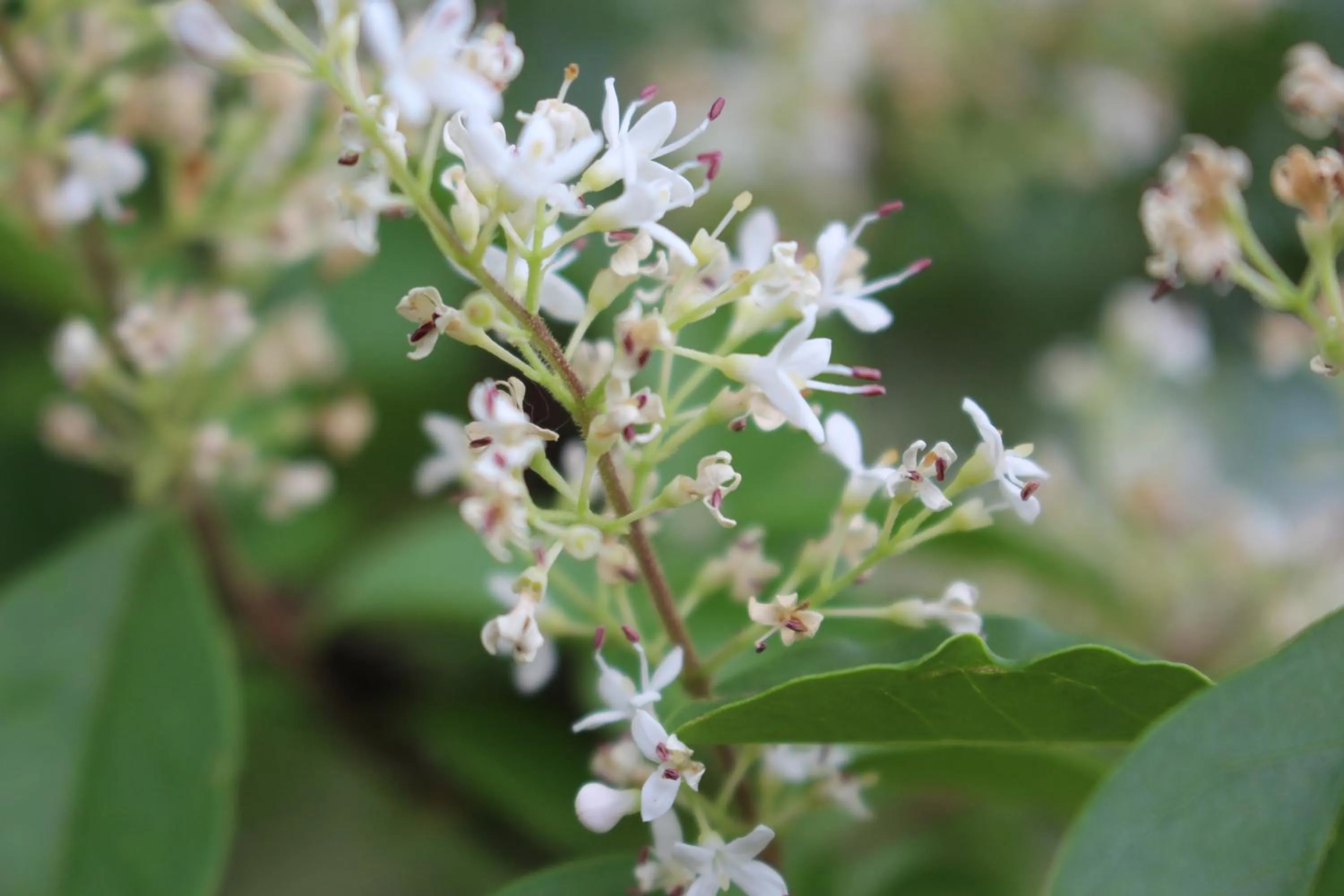 Garden view in Green Cape Tower