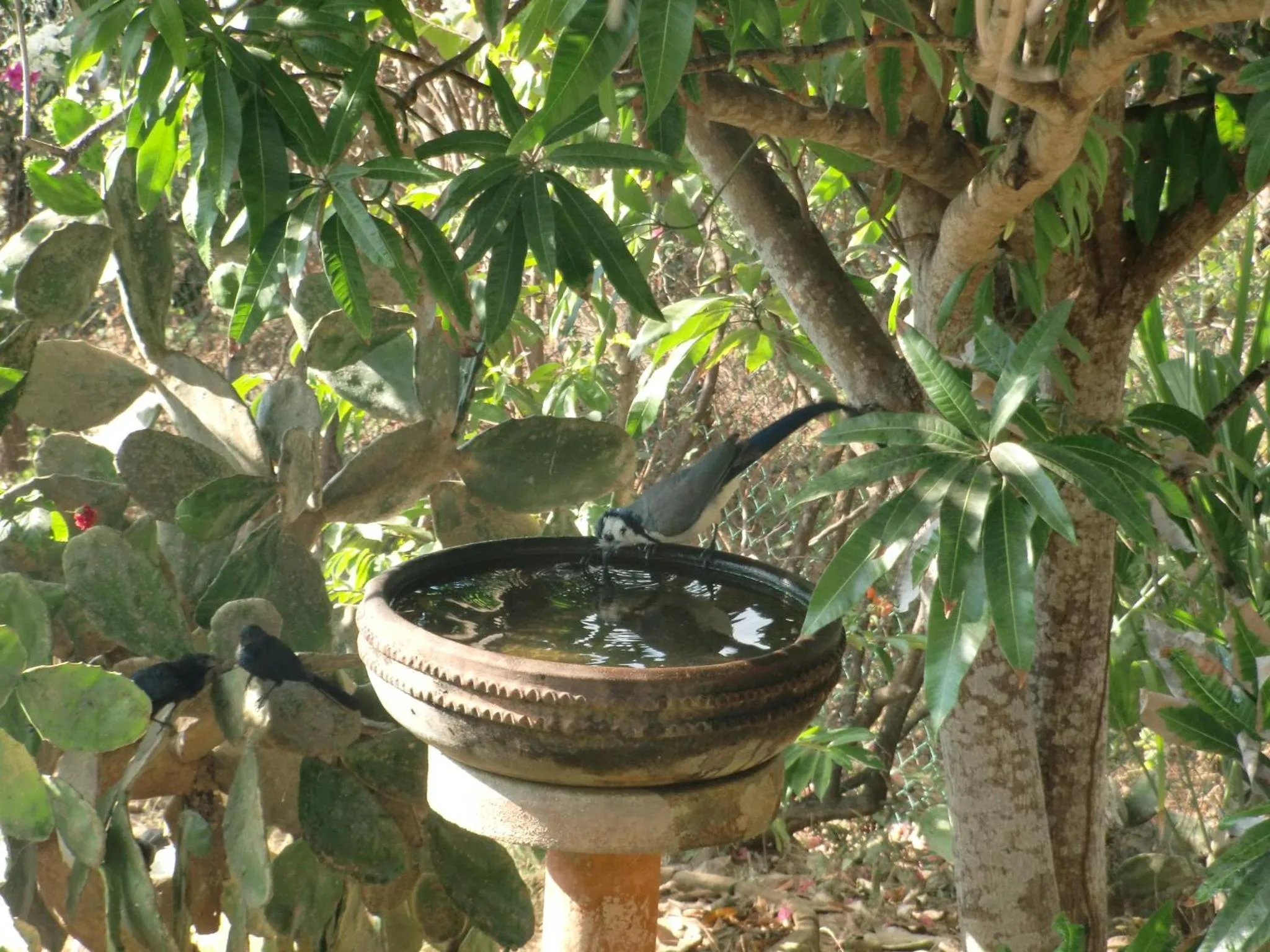 Animals in Villa Escondida