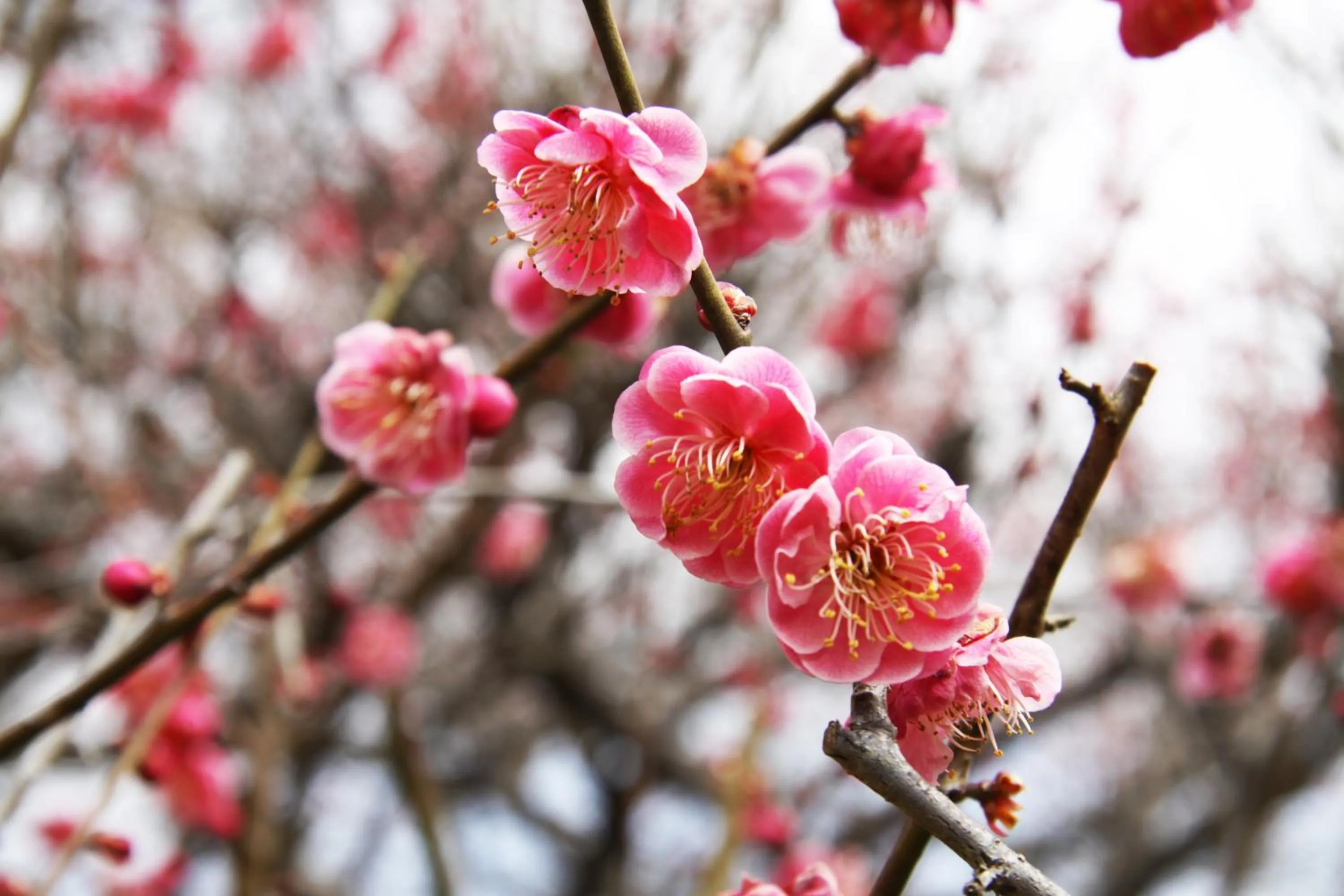 Ikoi no Mura Heritage Minoyama