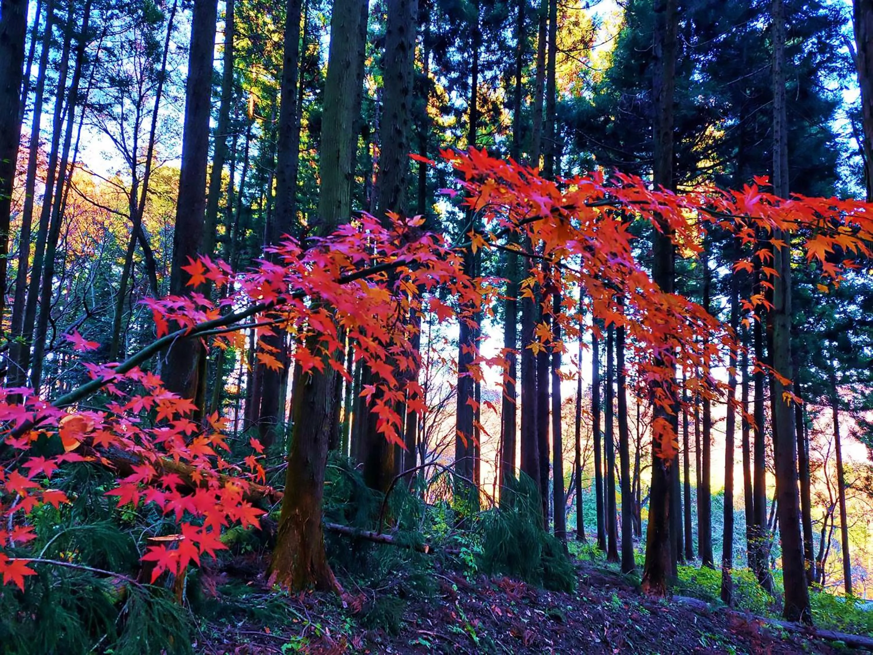 Ikoi no Mura Heritage Minoyama