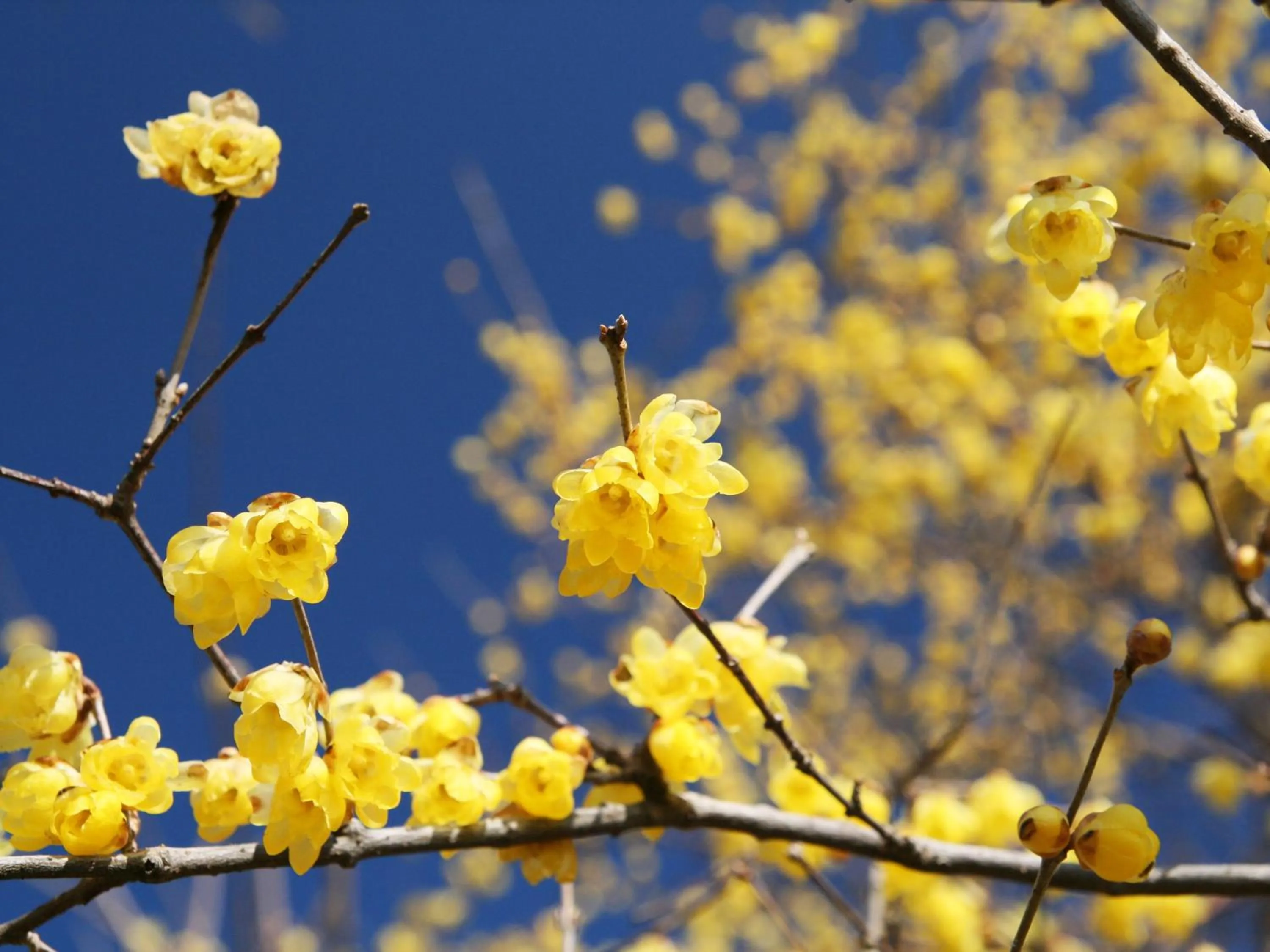Nearby landmark in Ikoi no Mura Heritage Minoyama