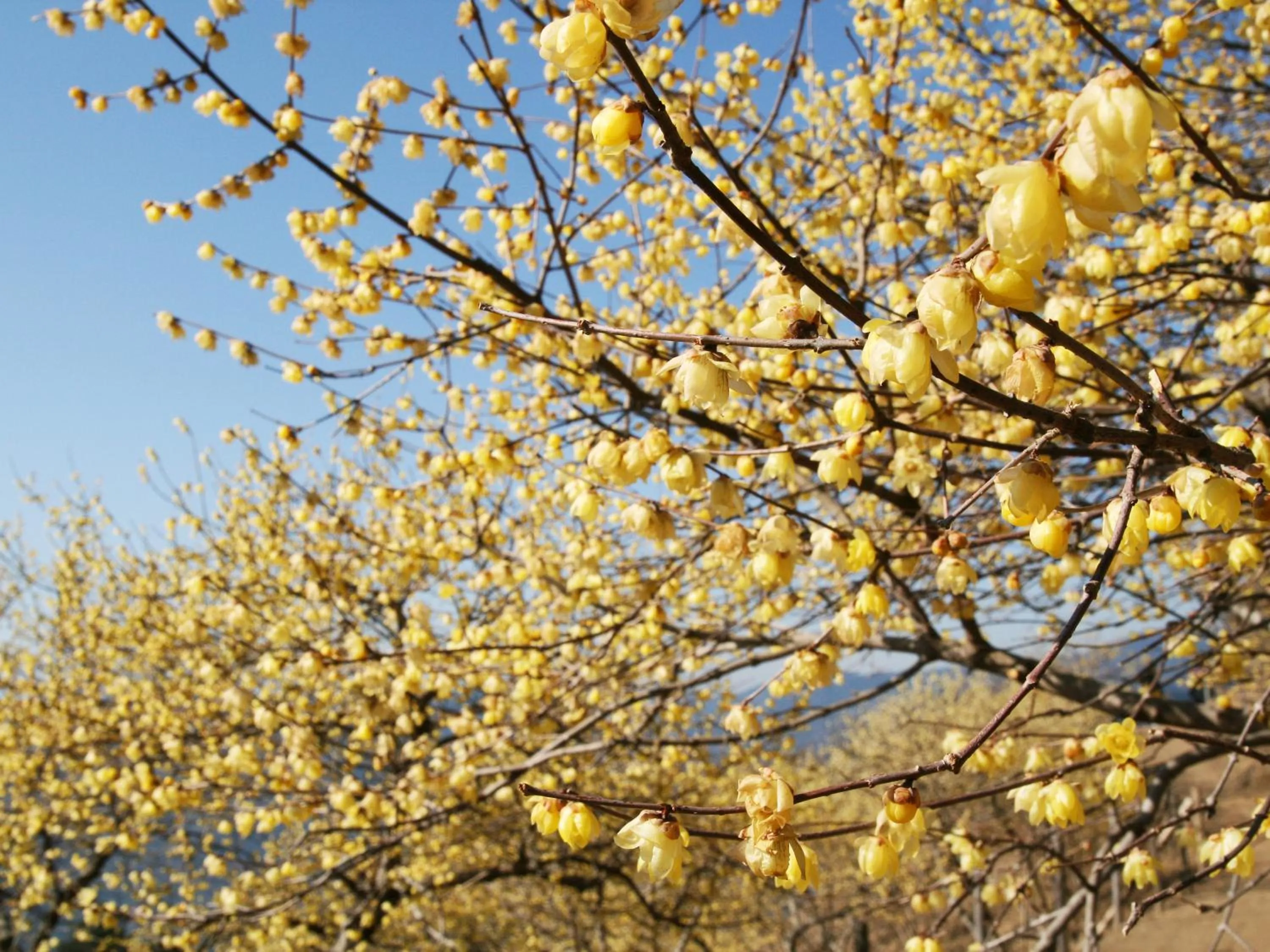 Day in Ikoi no Mura Heritage Minoyama