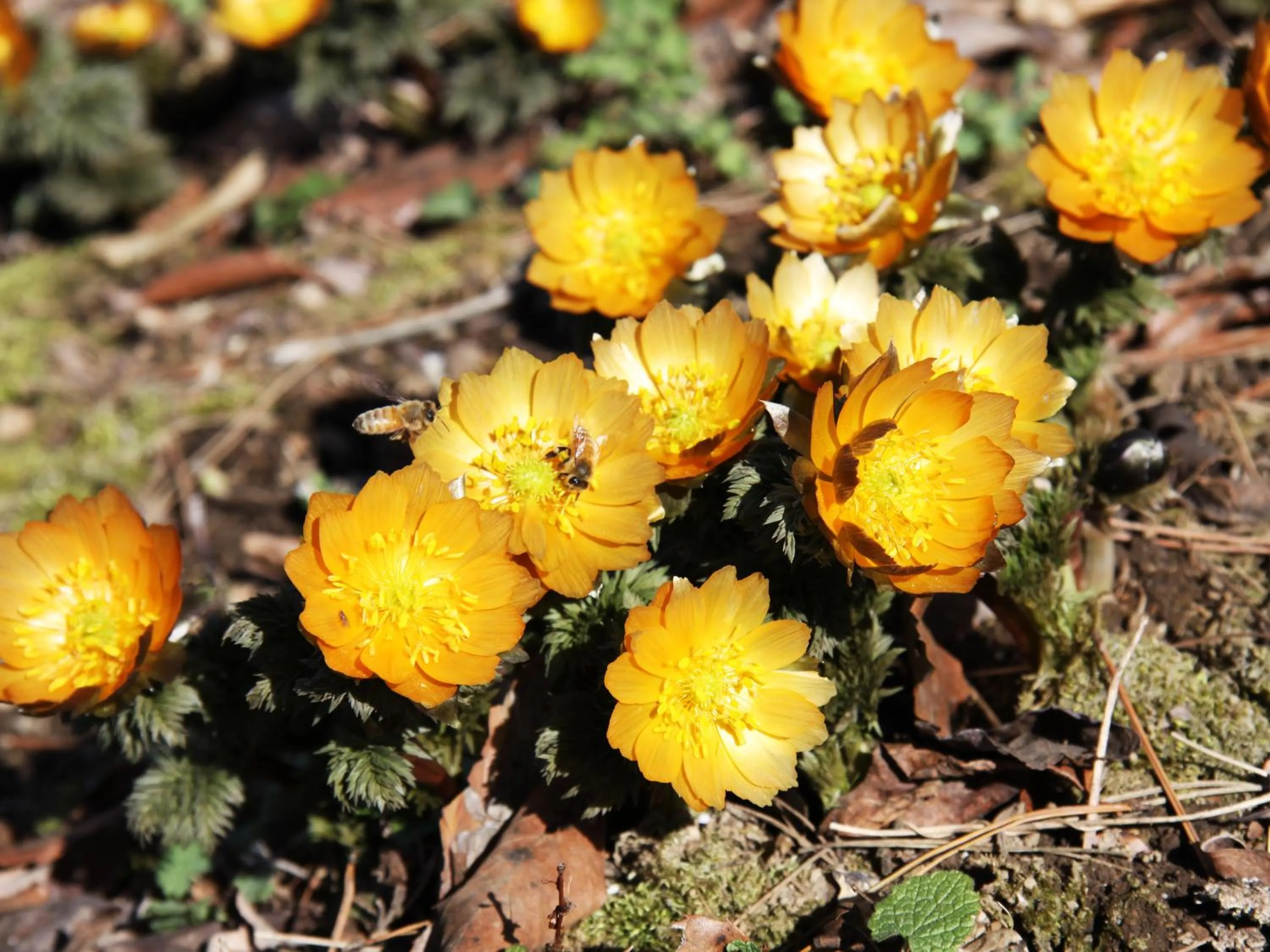 Nearby landmark in Ikoi no Mura Heritage Minoyama