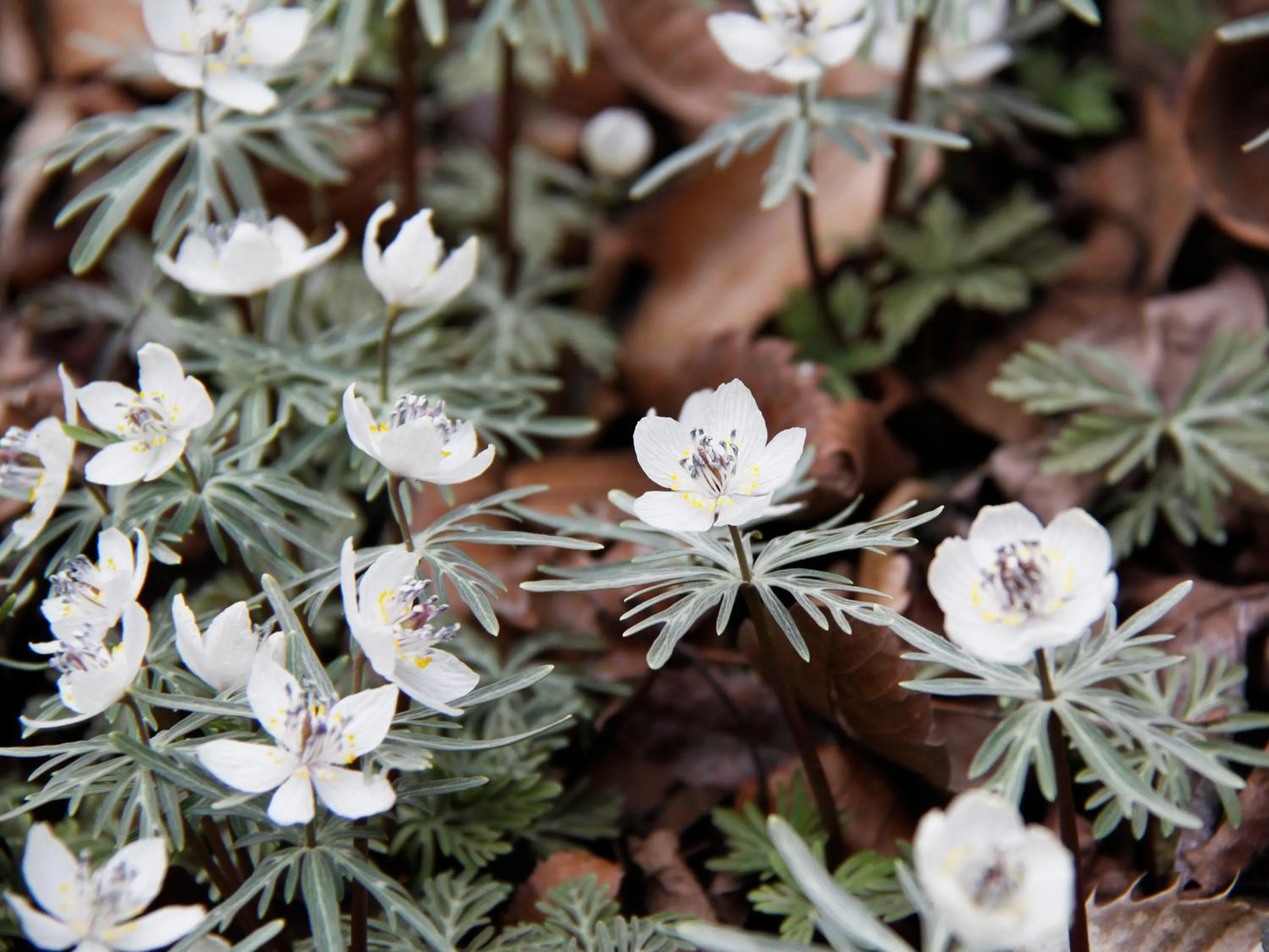 Ikoi no Mura Heritage Minoyama