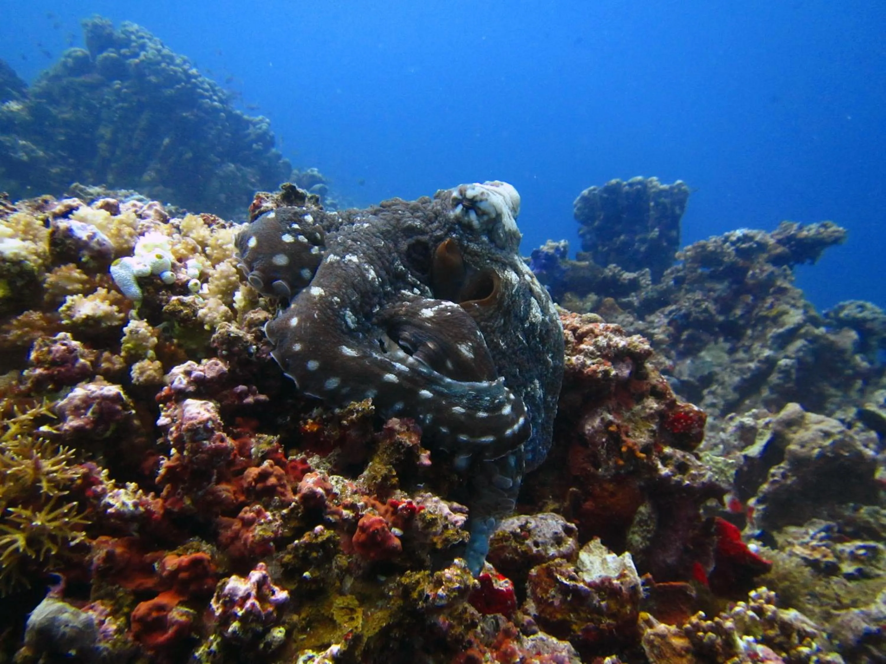 Diving in Rinjani Beach Eco Resort