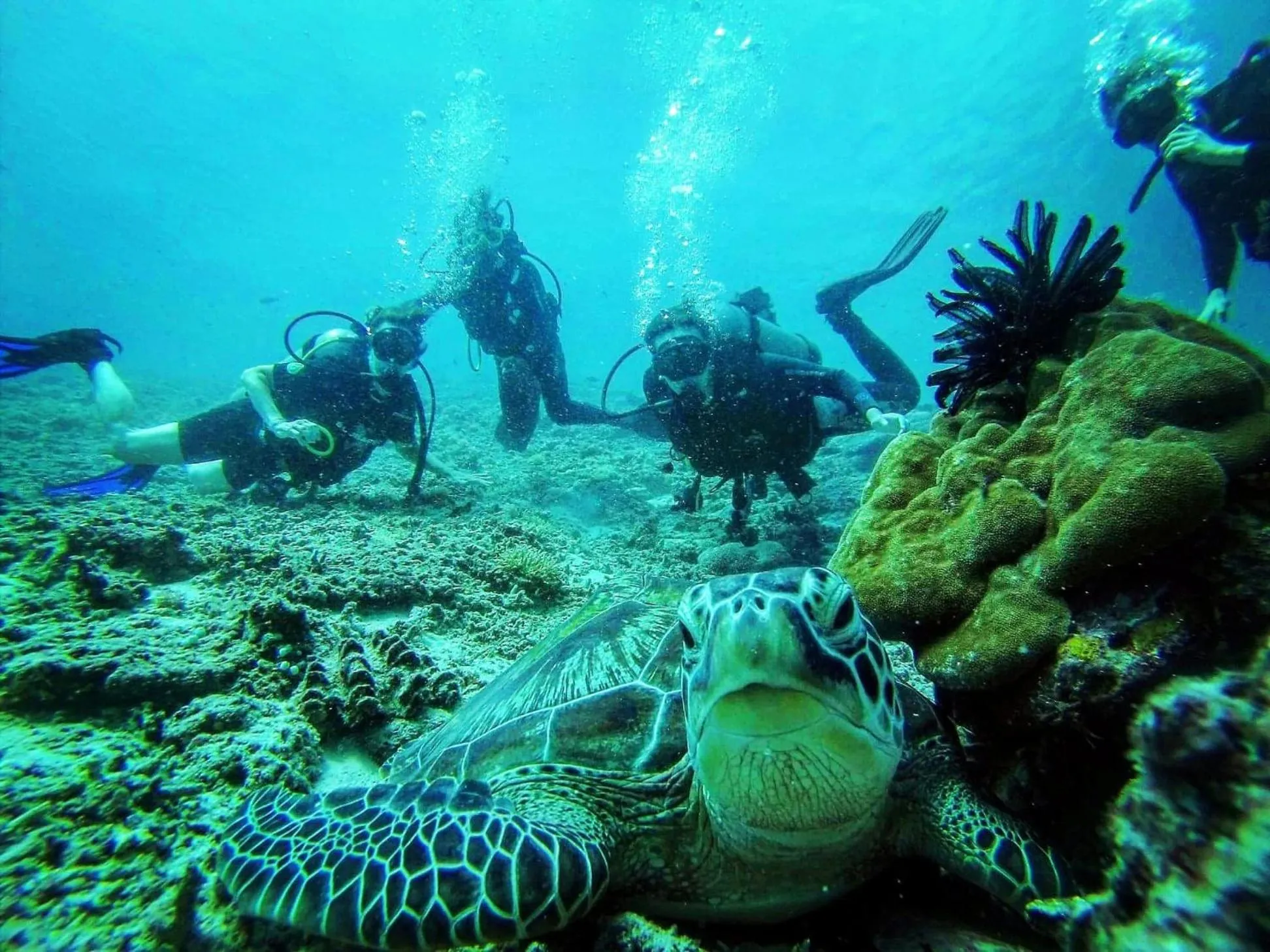 Diving in Rinjani Beach Eco Resort