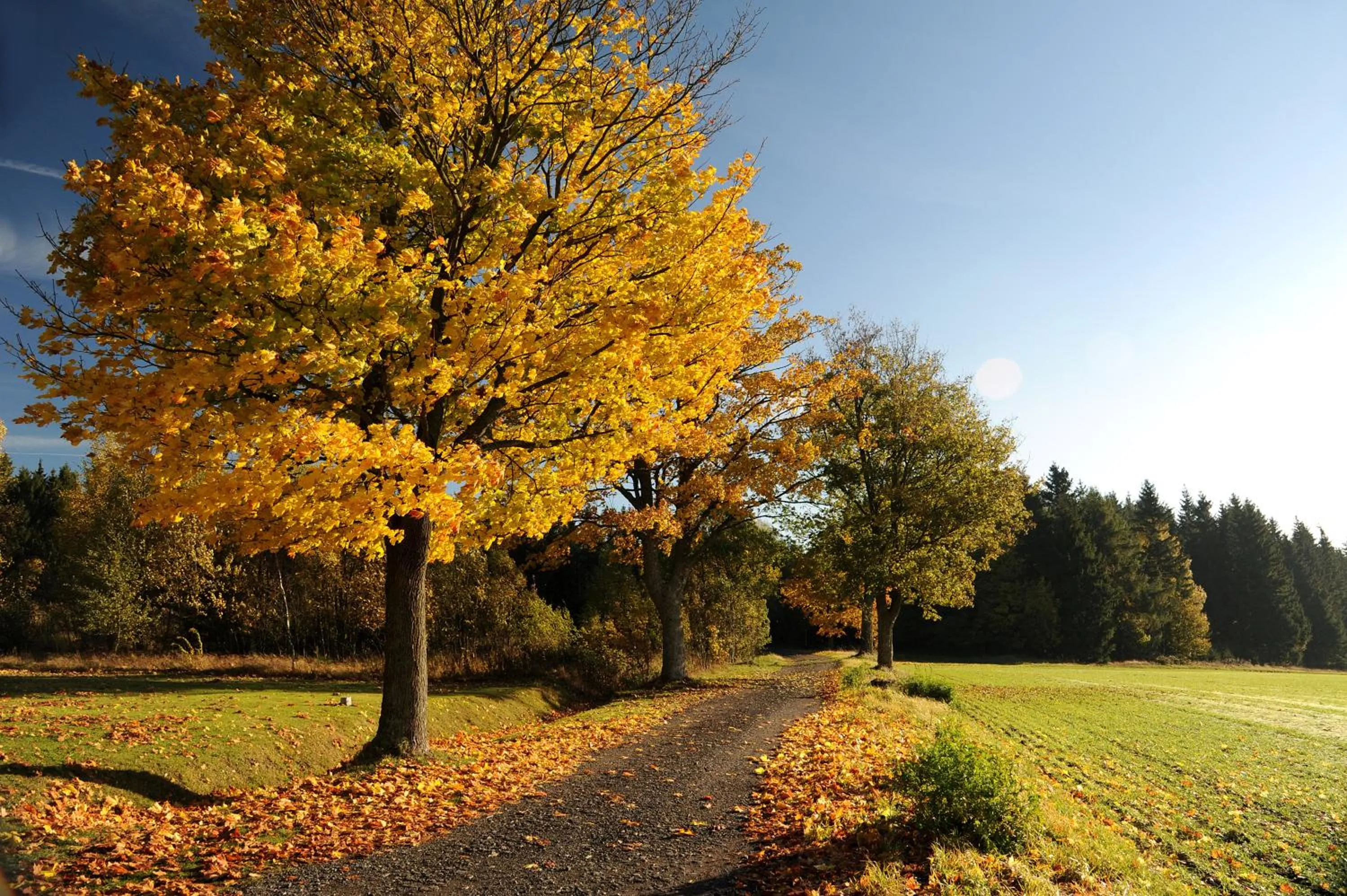 View (from property/room) in Waldhotel Kreuztanne