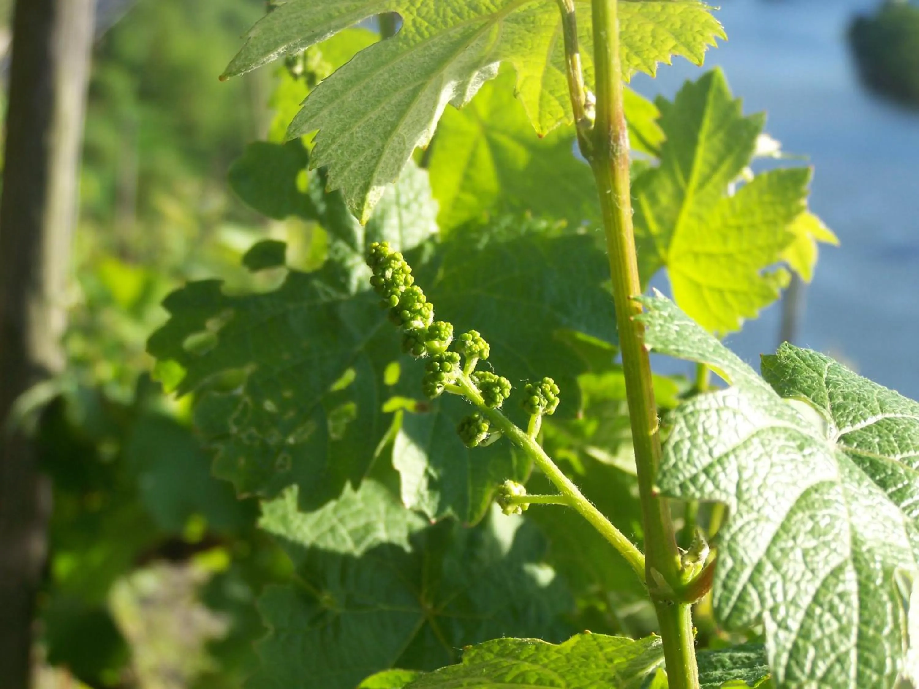 Natural landscape in Hotel-Fritz