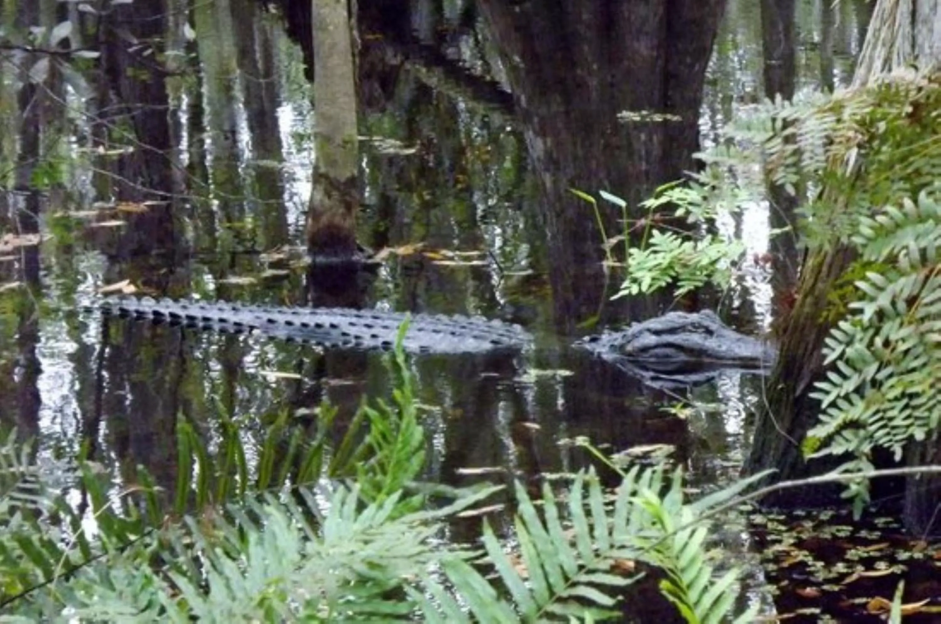 Nearby landmark in Holiday Inn Express & Suites - Fort Myers Airport by IHG