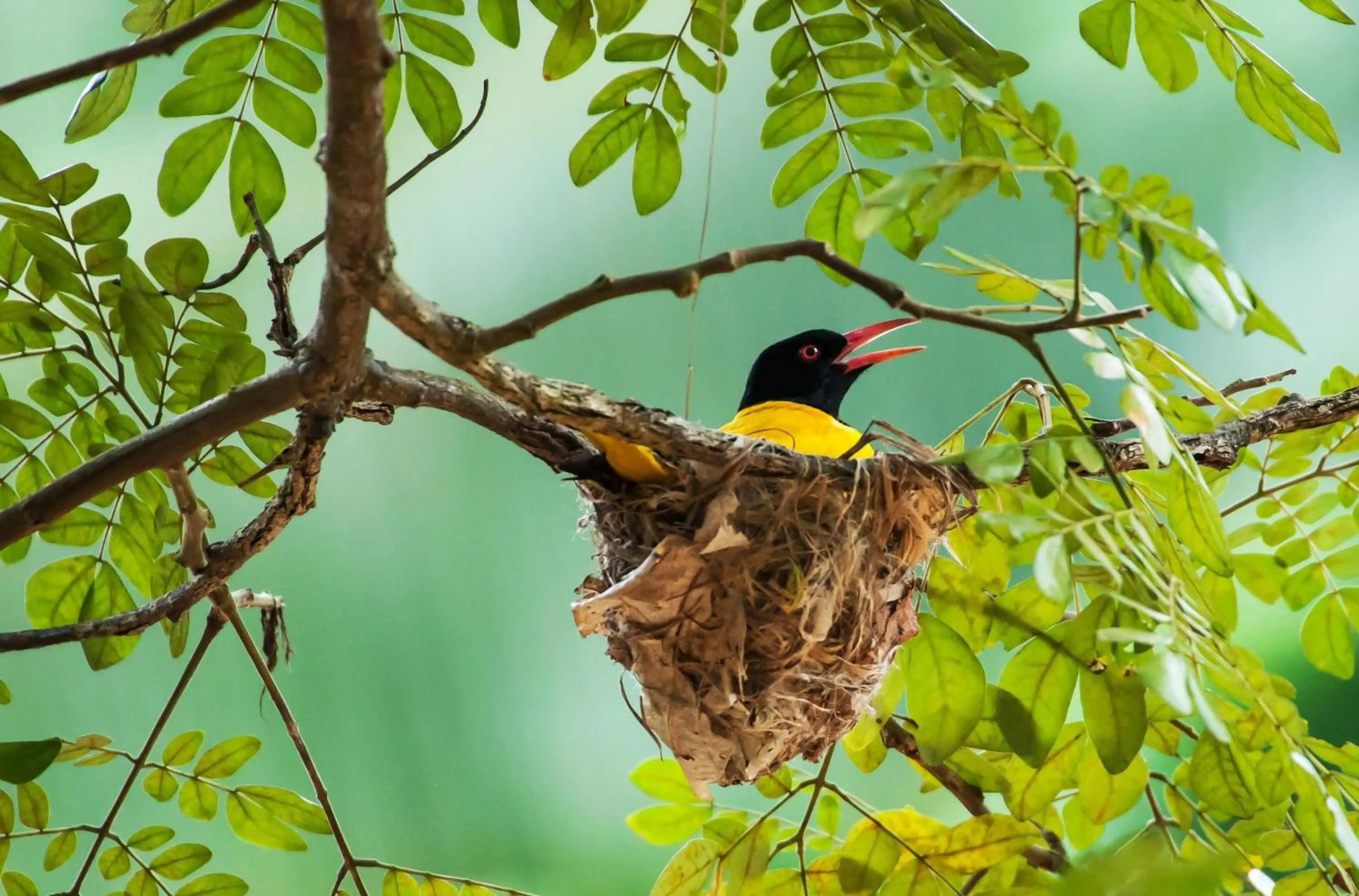 Garden in Dunes Unawatuna Hotel