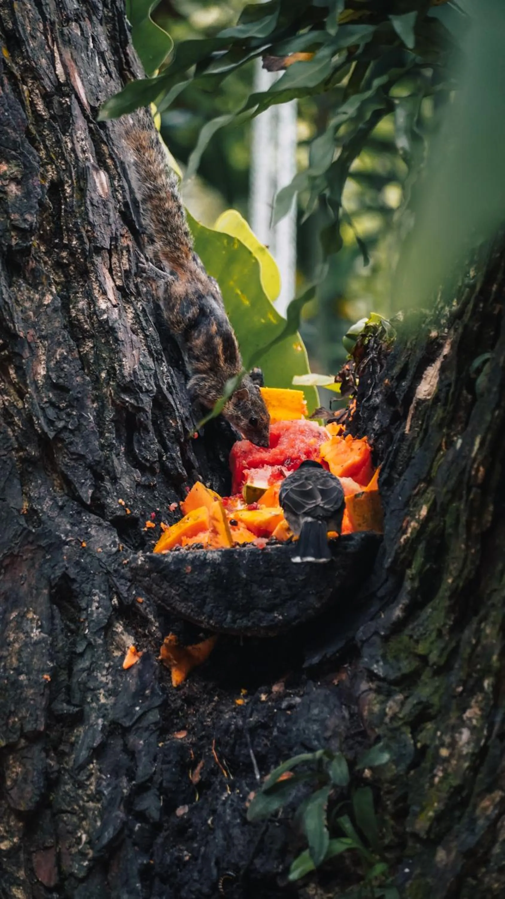 Dunes Unawatuna Hotel