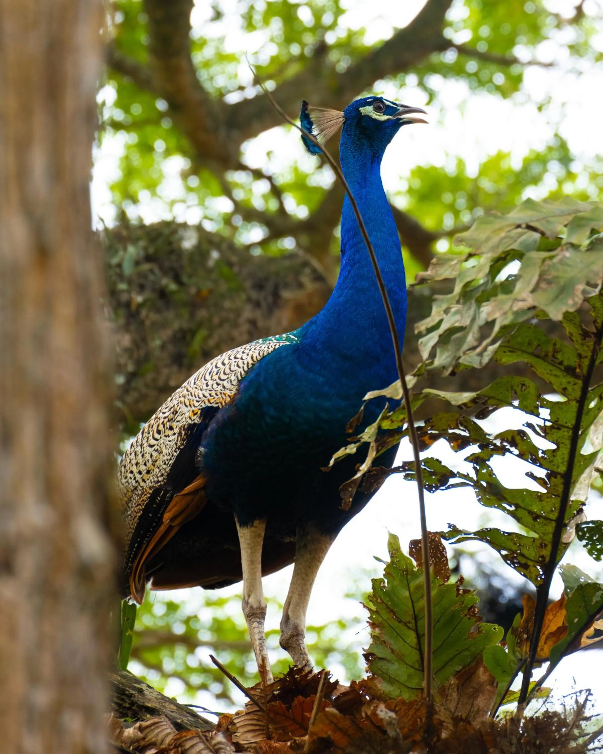 Dunes Unawatuna Hotel
