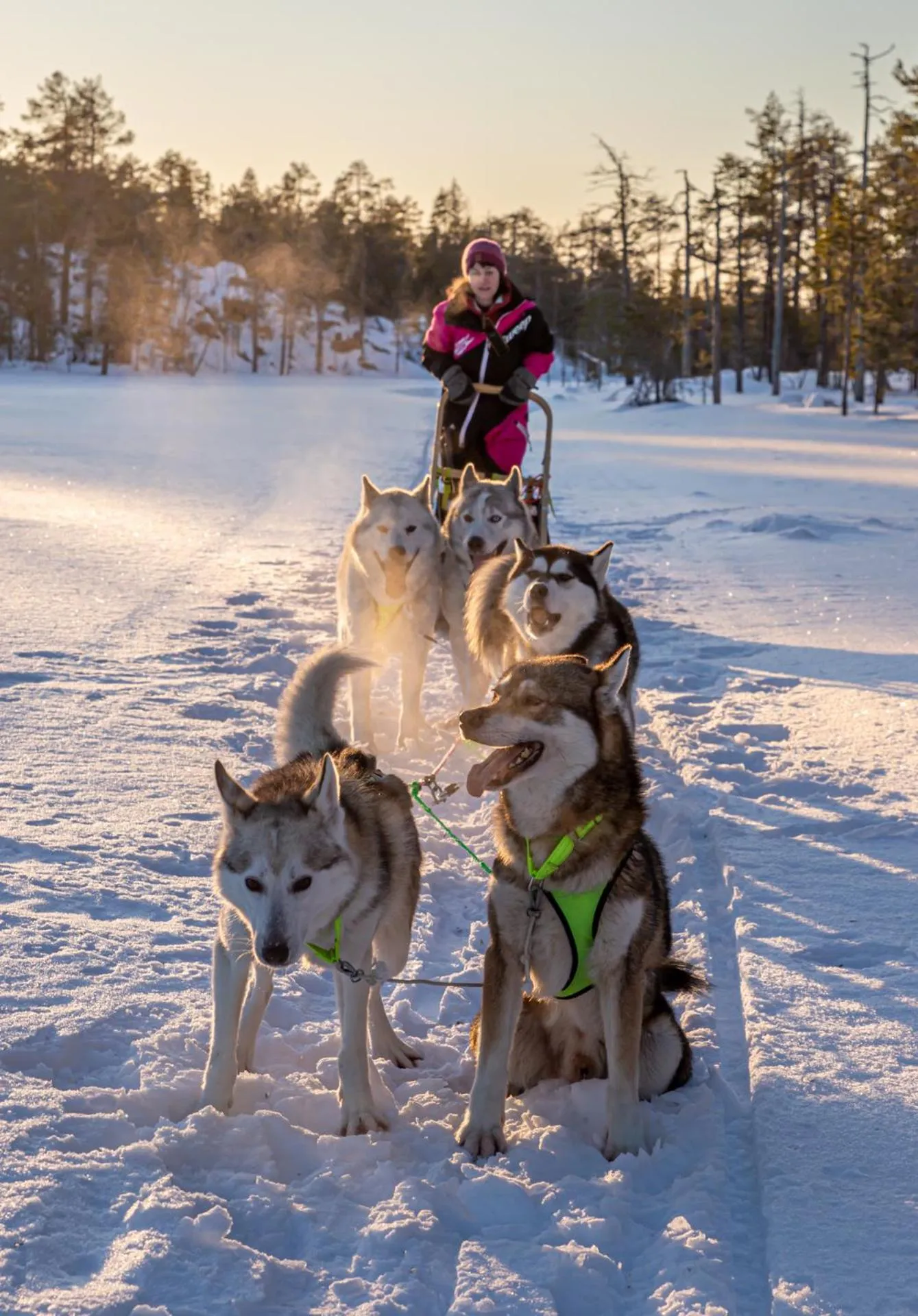 Old Pine Husky Lodge