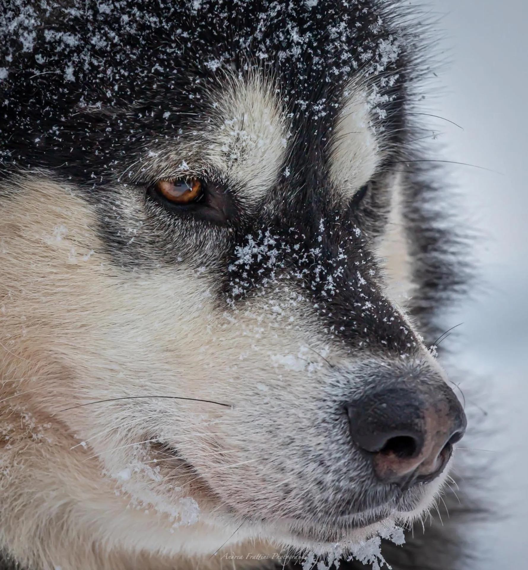 Old Pine Husky Lodge