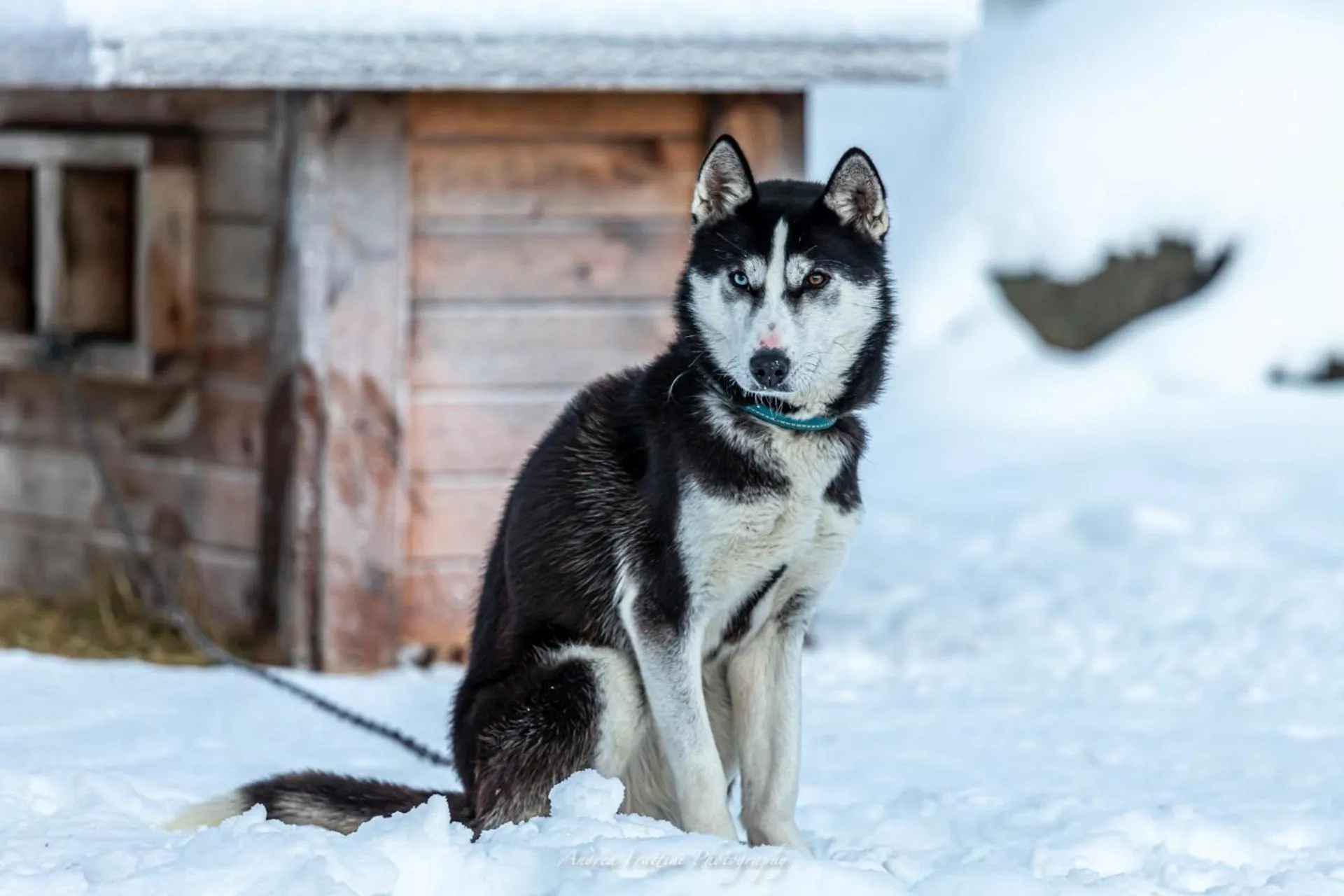 Old Pine Husky Lodge
