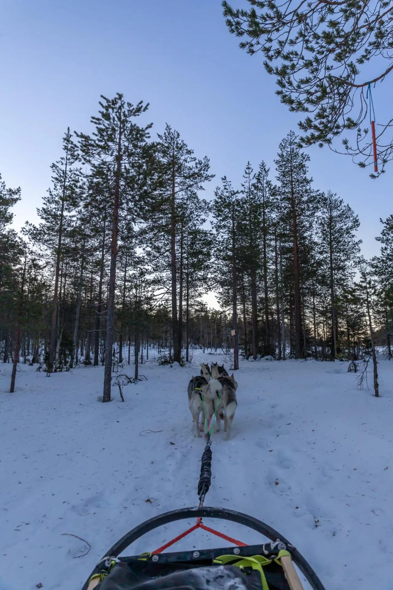 Old Pine Husky Lodge