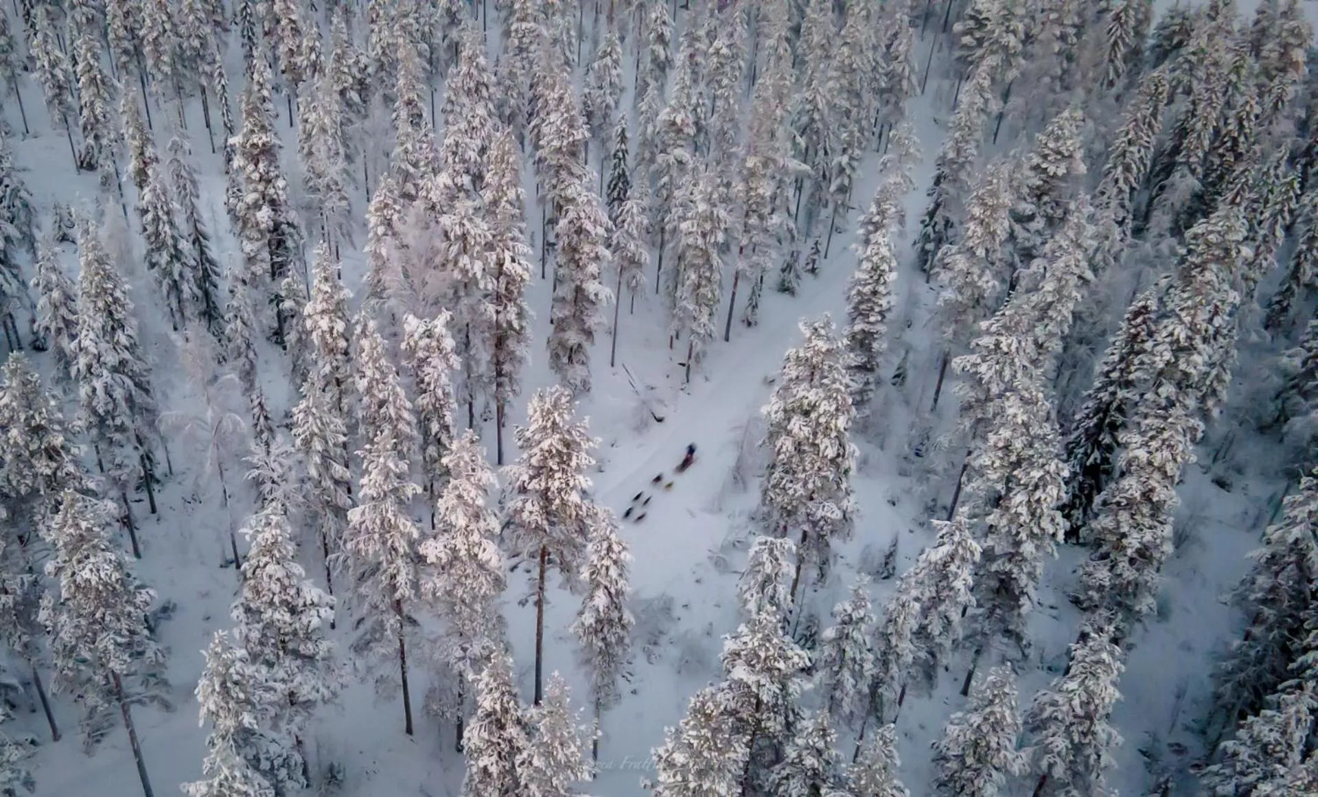 Old Pine Husky Lodge