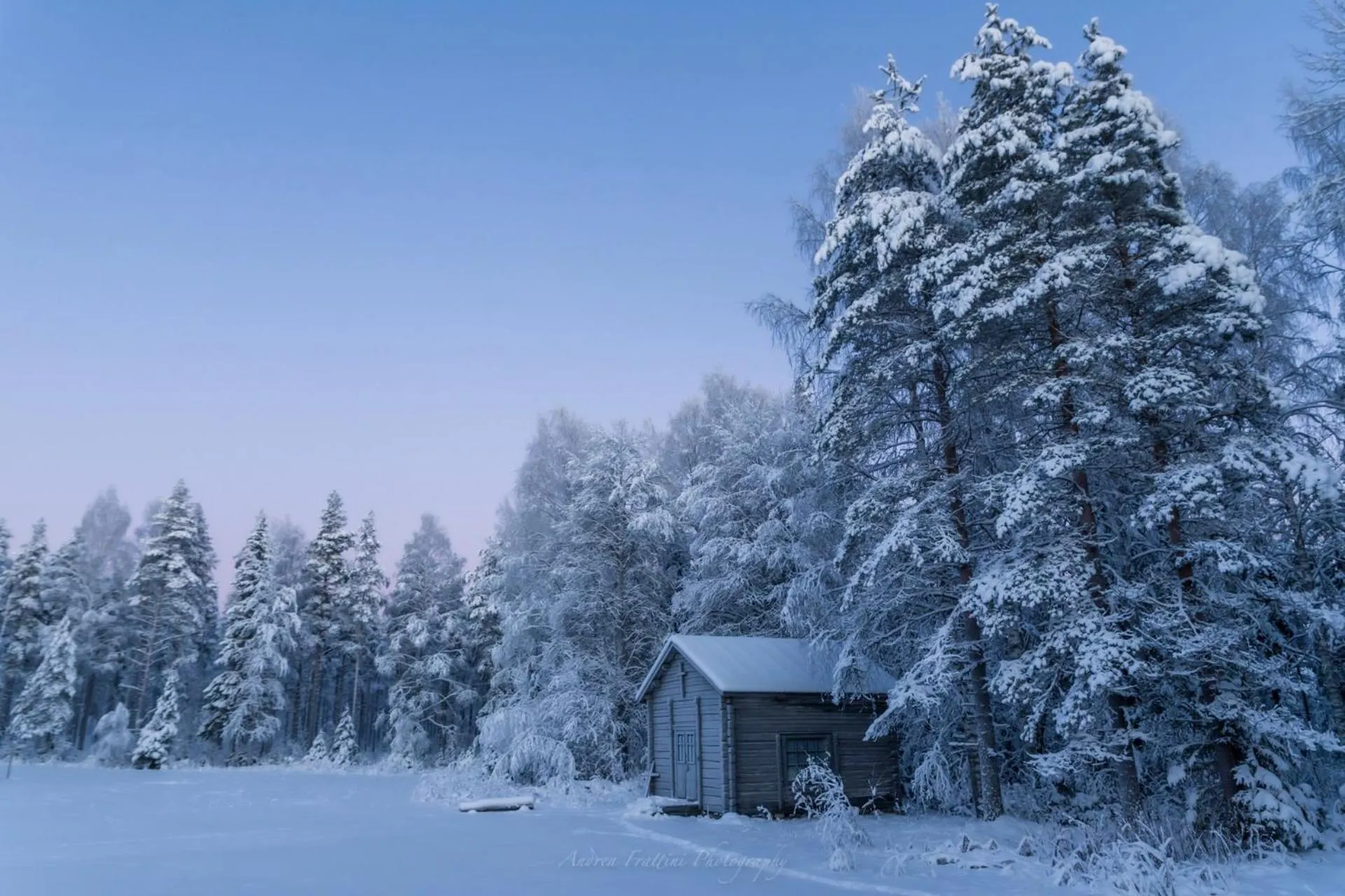 Old Pine Husky Lodge