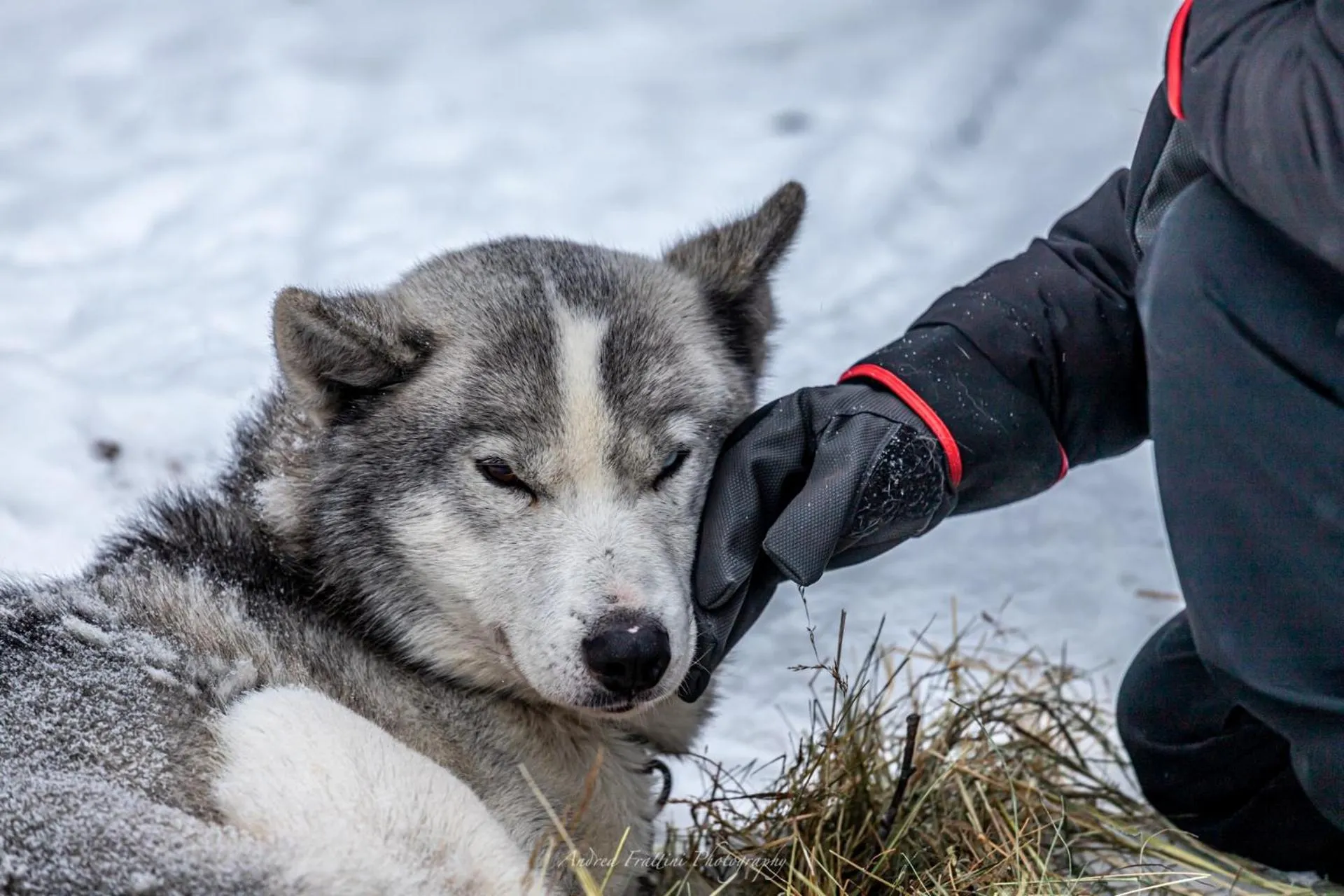 Old Pine Husky Lodge